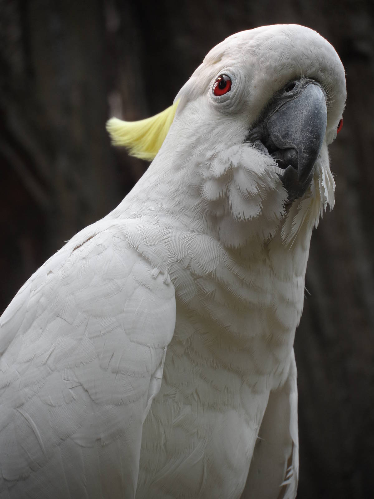 Sulphur-crested Cockatoo, Butterfly Walk-through