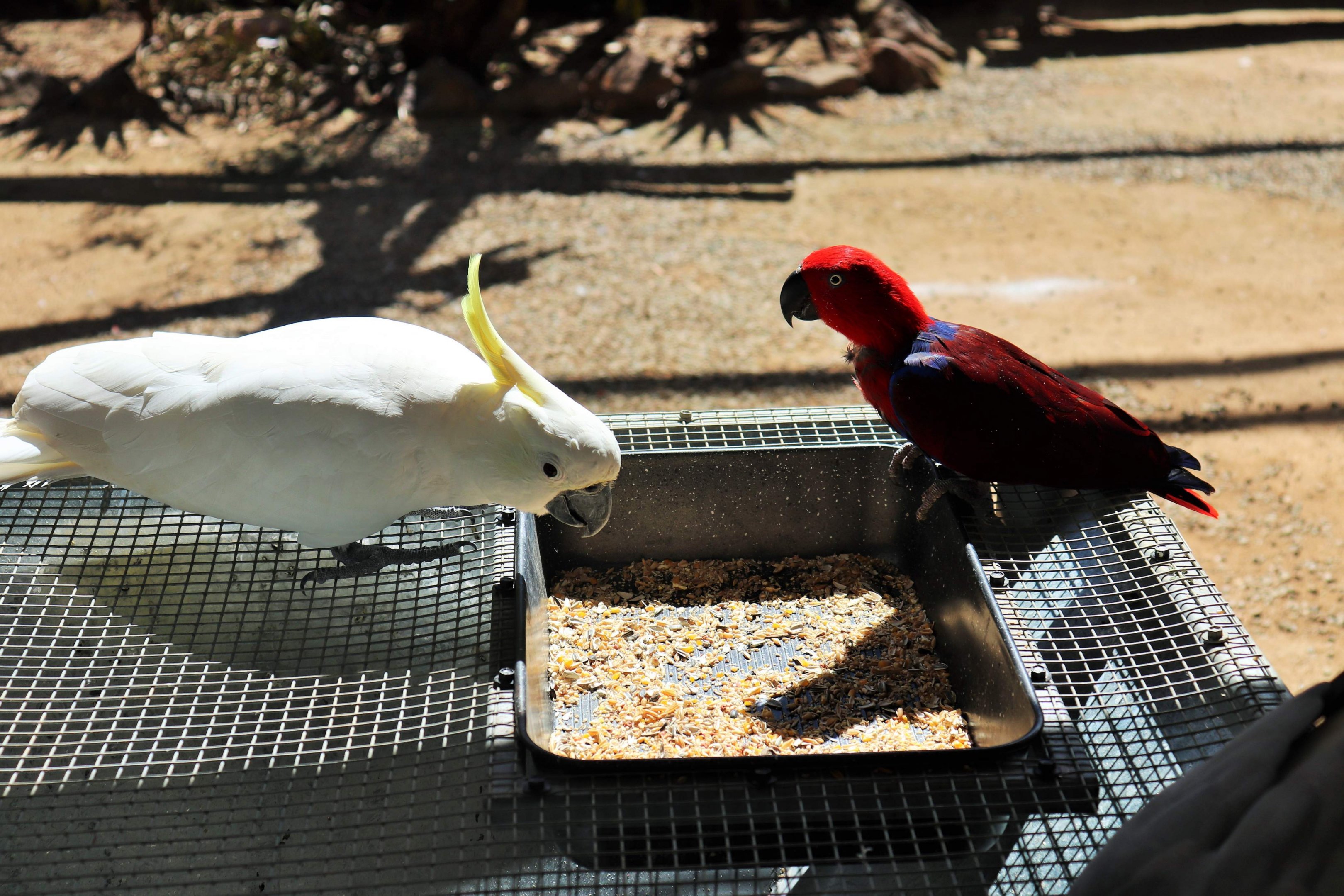 Sulphur-crested Cockatoo (Cacatua galerita) and Female Eclectus Parrot (Eclectus roratus)
