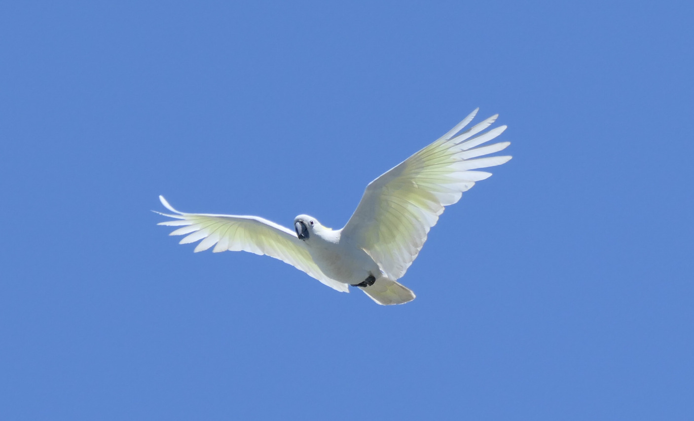 Sulphur-crested Cockatoo (Cacatua galerita galerita)