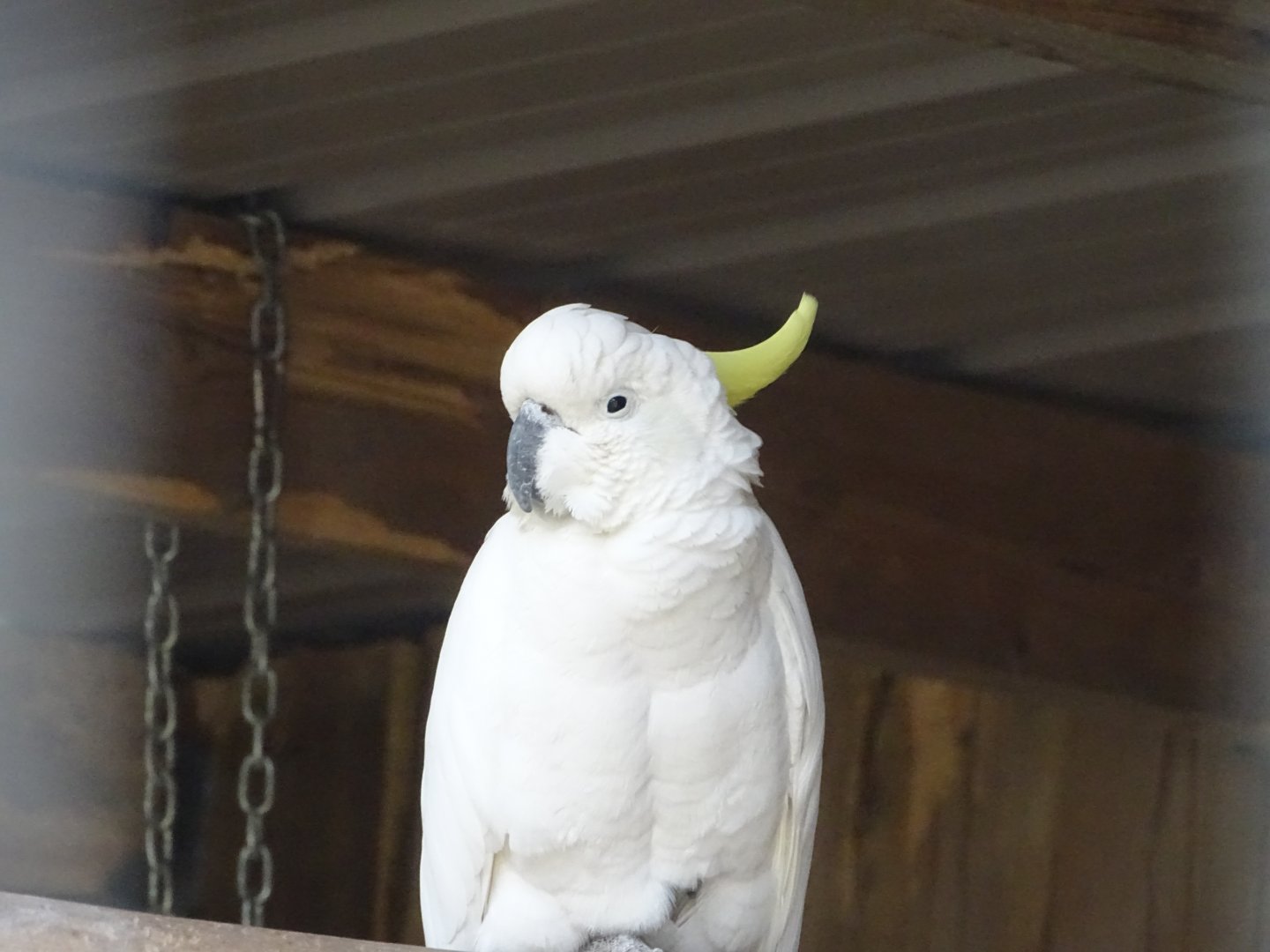 Sulphur-crested cockatoo (Cacatua galerita) - Parc animalier d'Ecouves