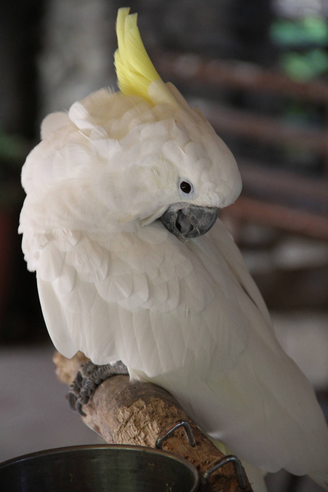 Sulphur-crested Cockatoo (Cacatua galerita)