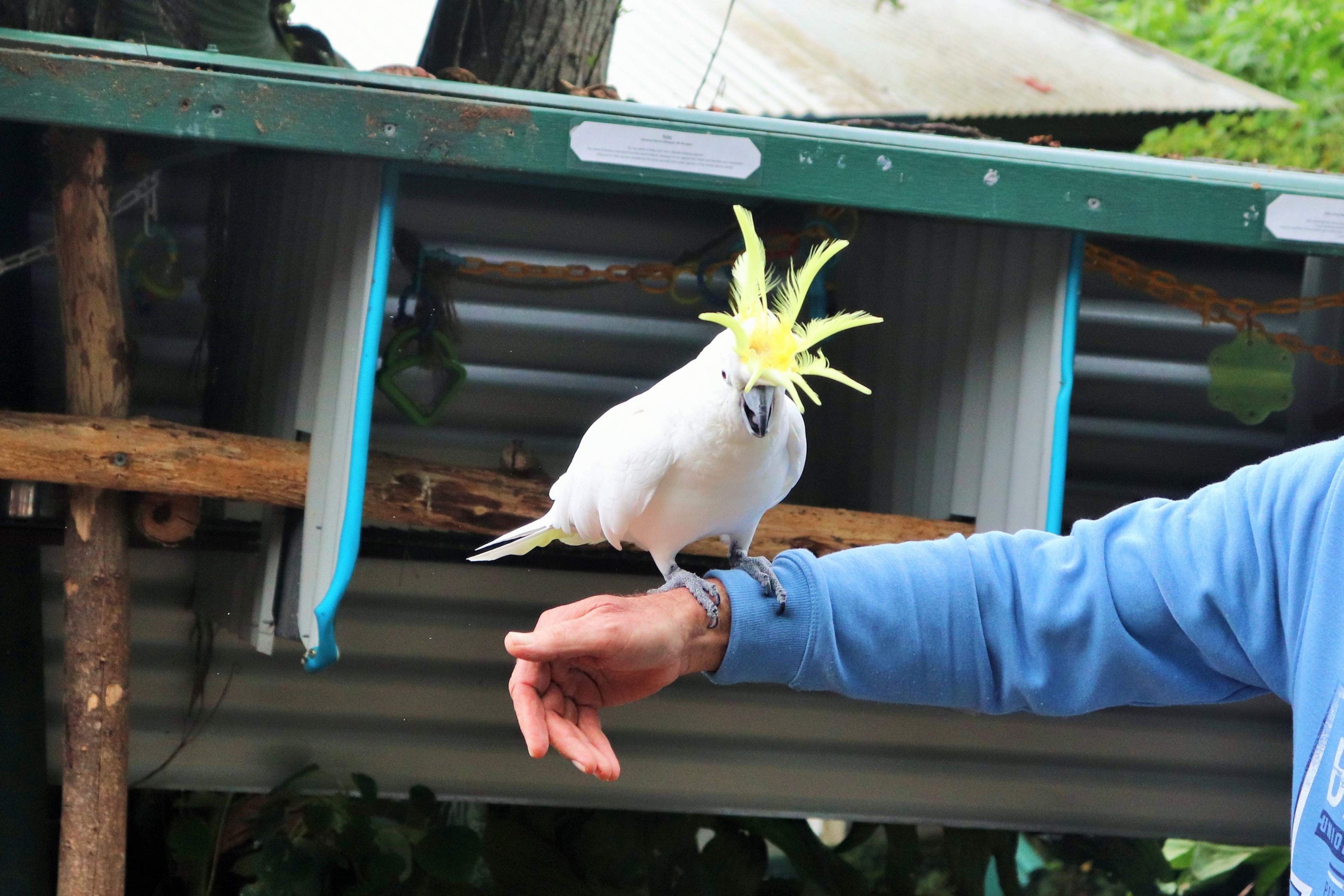 Sulphur-crested Cockatoo (Cacatua galerita)