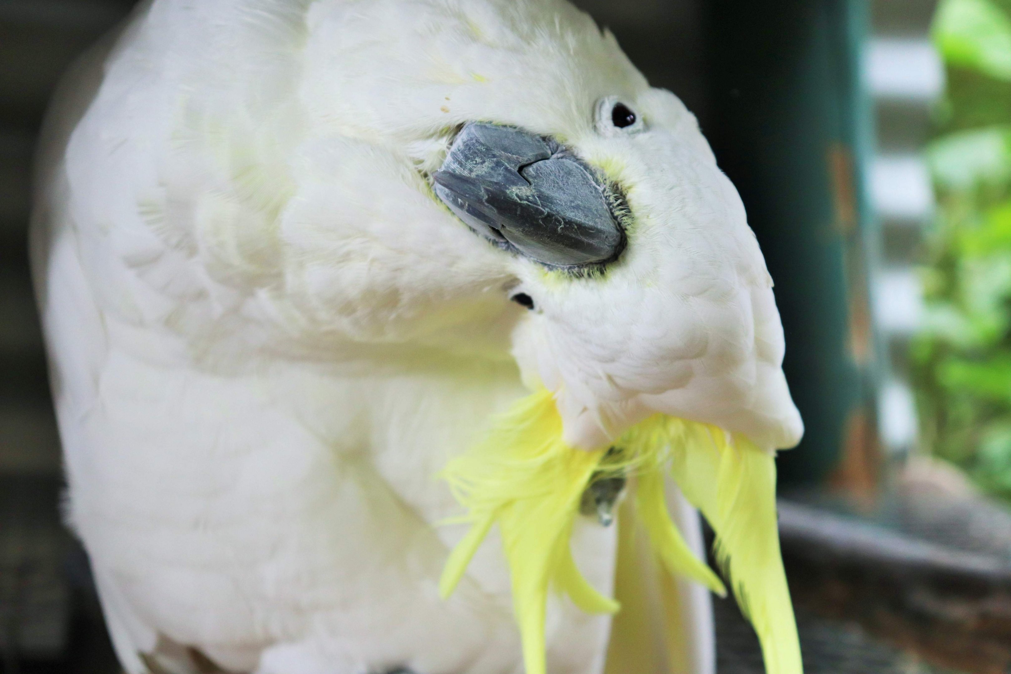 Sulphur-crested Cockatoo (Cacatua galerita)