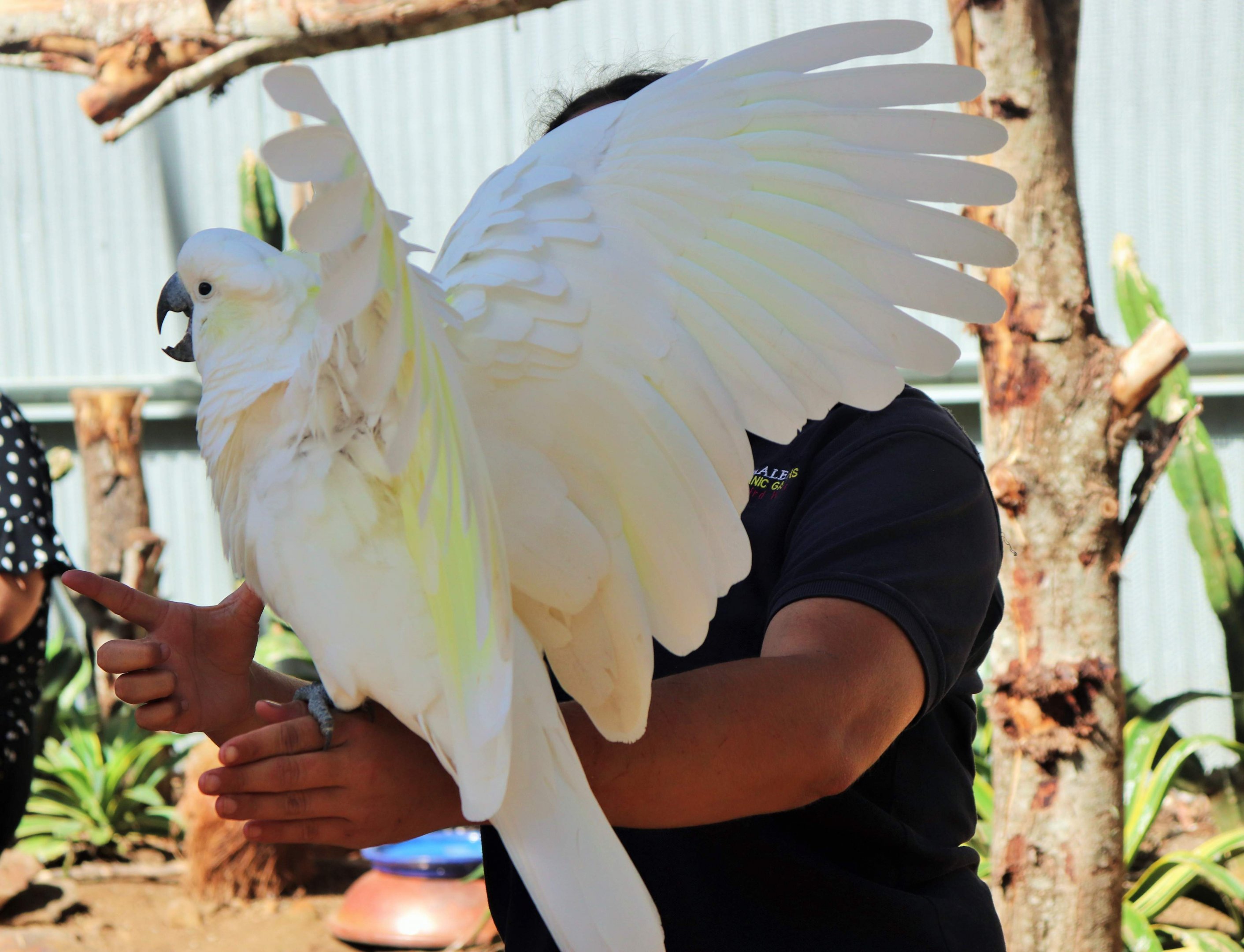 Sulphur-crested Cockatoo (Cacatua galerita)