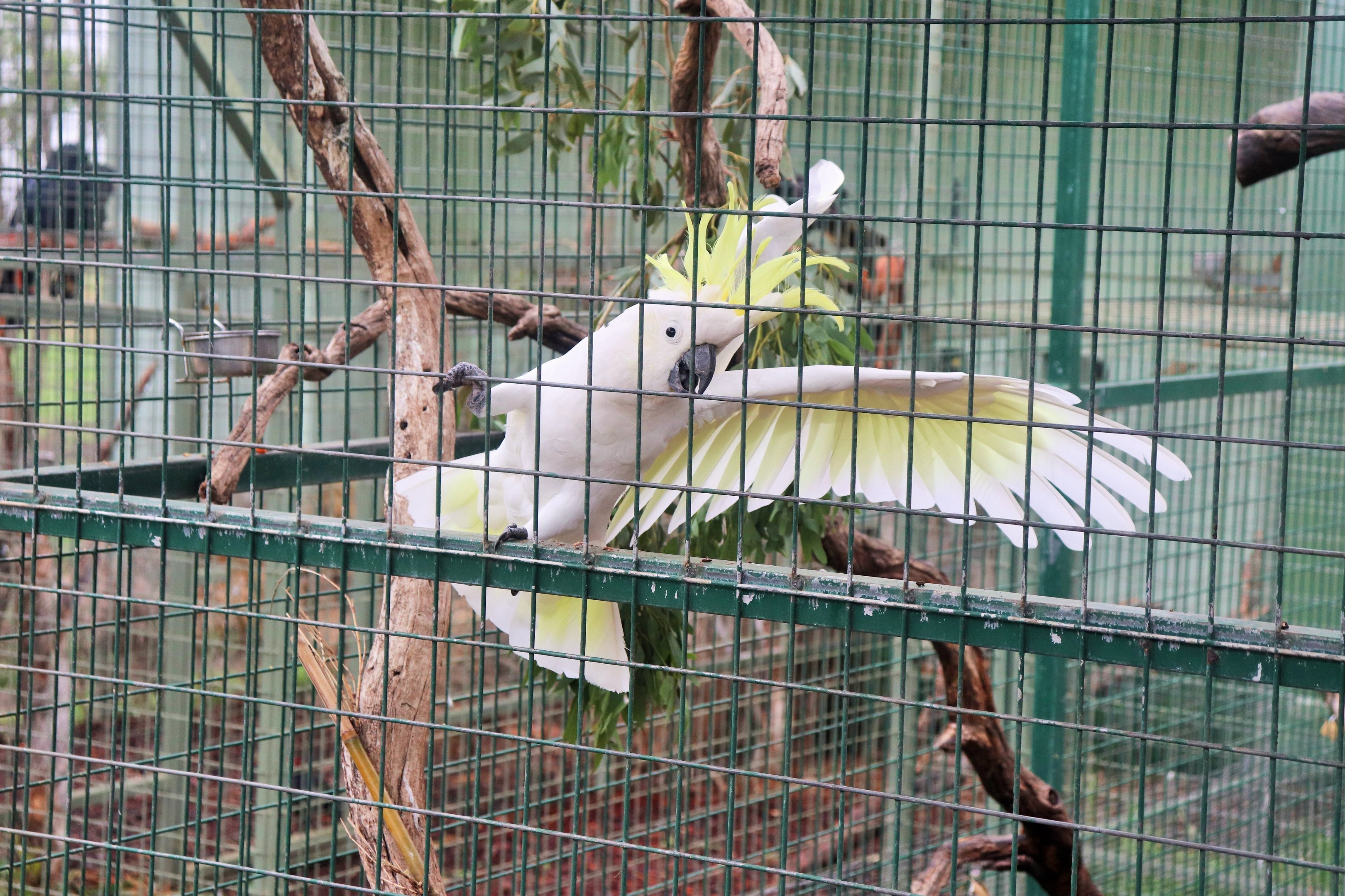 Sulphur-crested Cockatoo (Cacatua galerita)