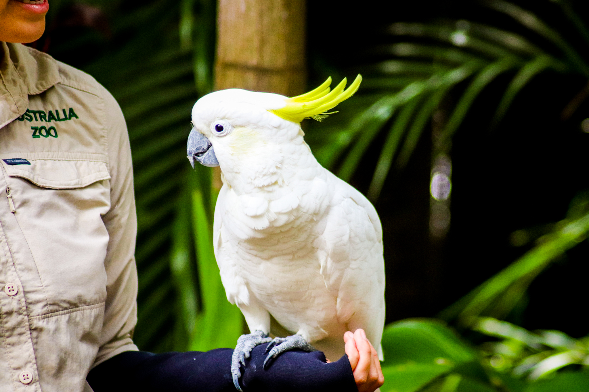 Sulphur-crested Cockatoo (Cacatua galerita)