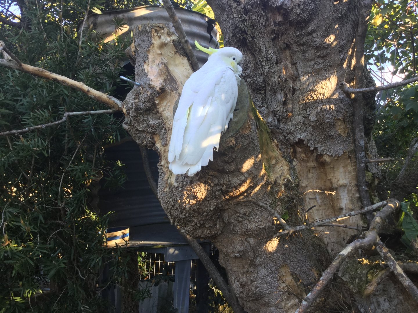 Sulphur-crested cockatoo (Cacatua galerita)