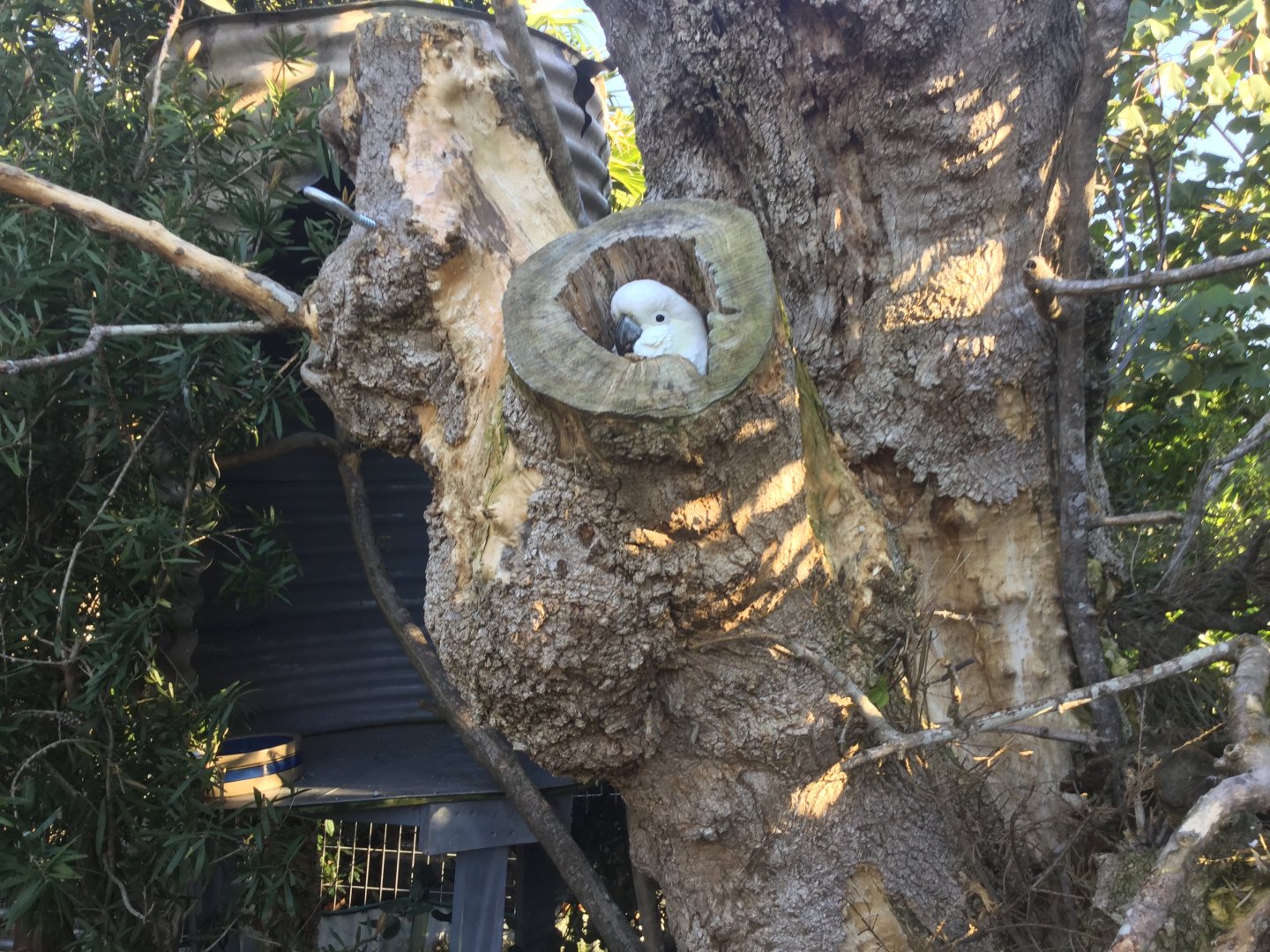 Sulphur-crested cockatoo (Cacatua galerita)