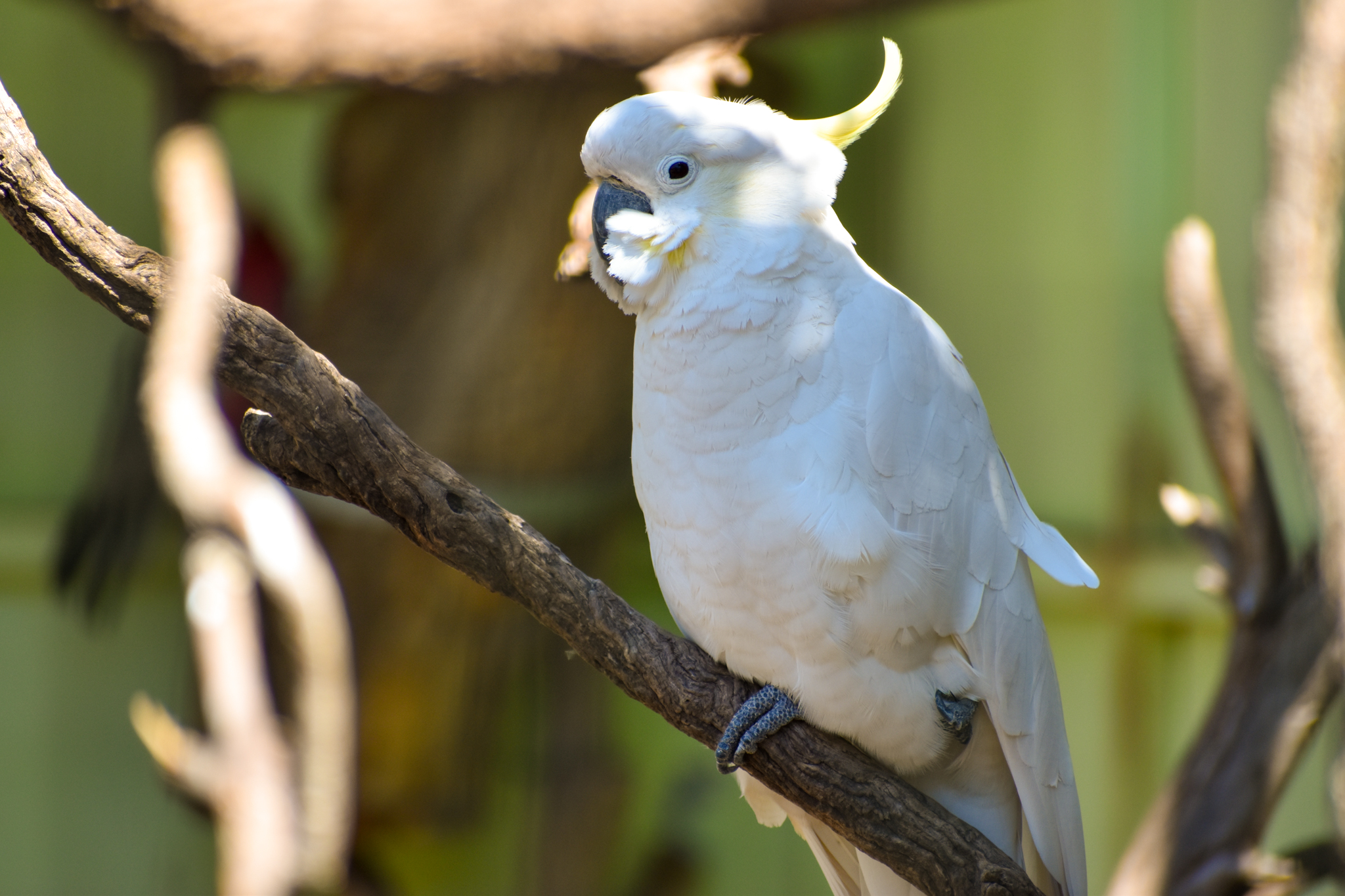 Sulphur-crested Cockatoo (Cacatua galerita)