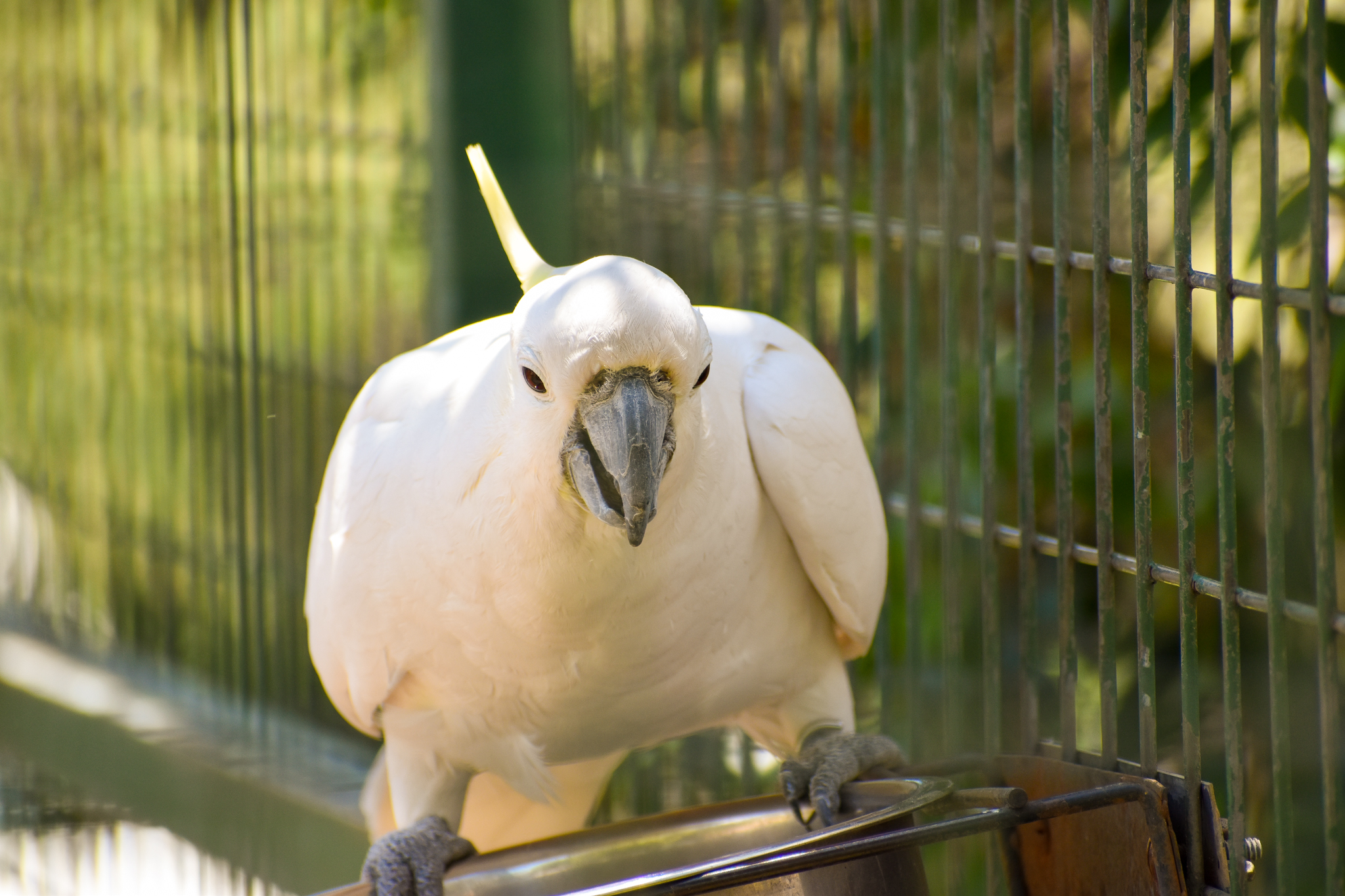 Sulphur-crested Cockatoo (Cacatua galerita)