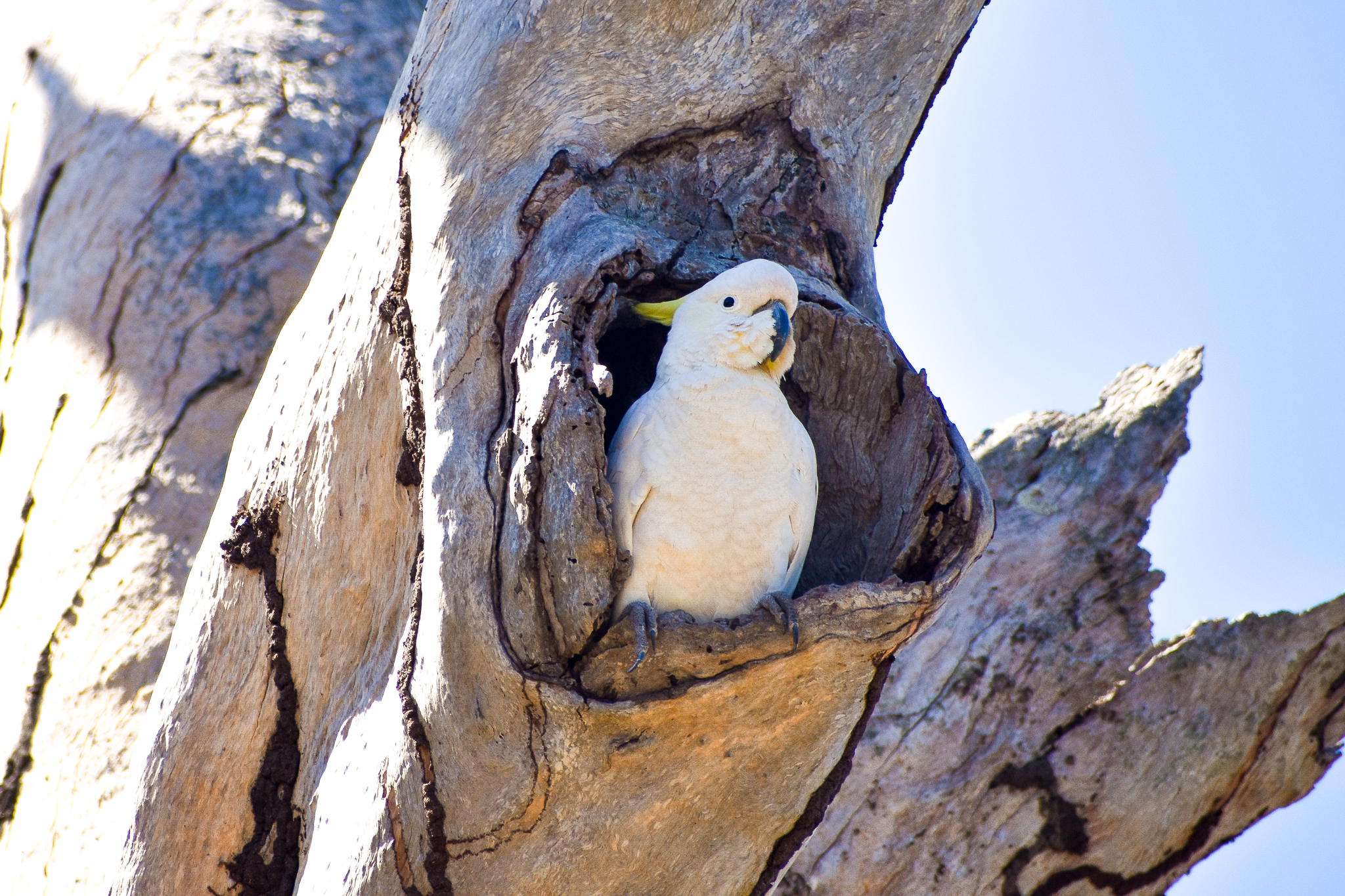 Sulphur-crested Cockatoo (Cacatua galerita)