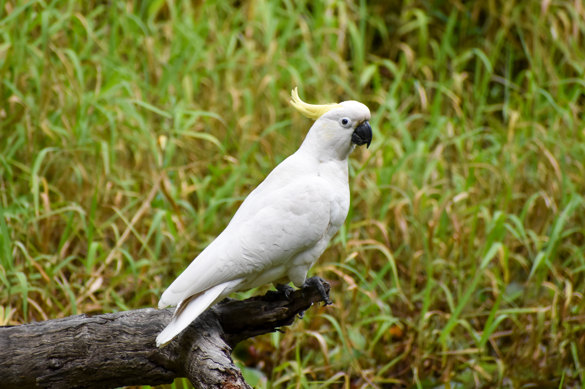 Sulphur-crested Cockatoo (Cacatua galerita)