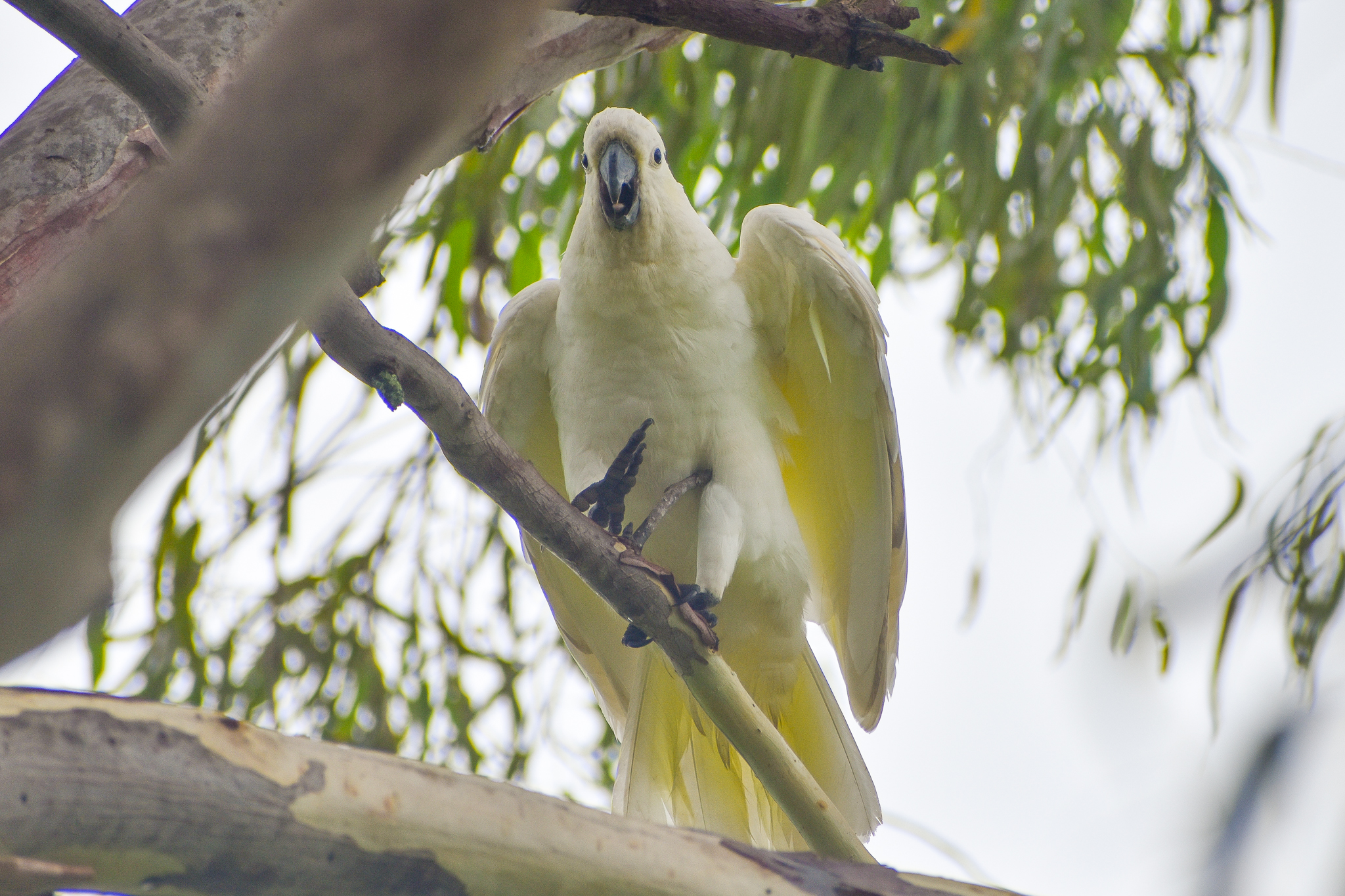 Sulphur-crested Cockatoo (Cacatua galerita)