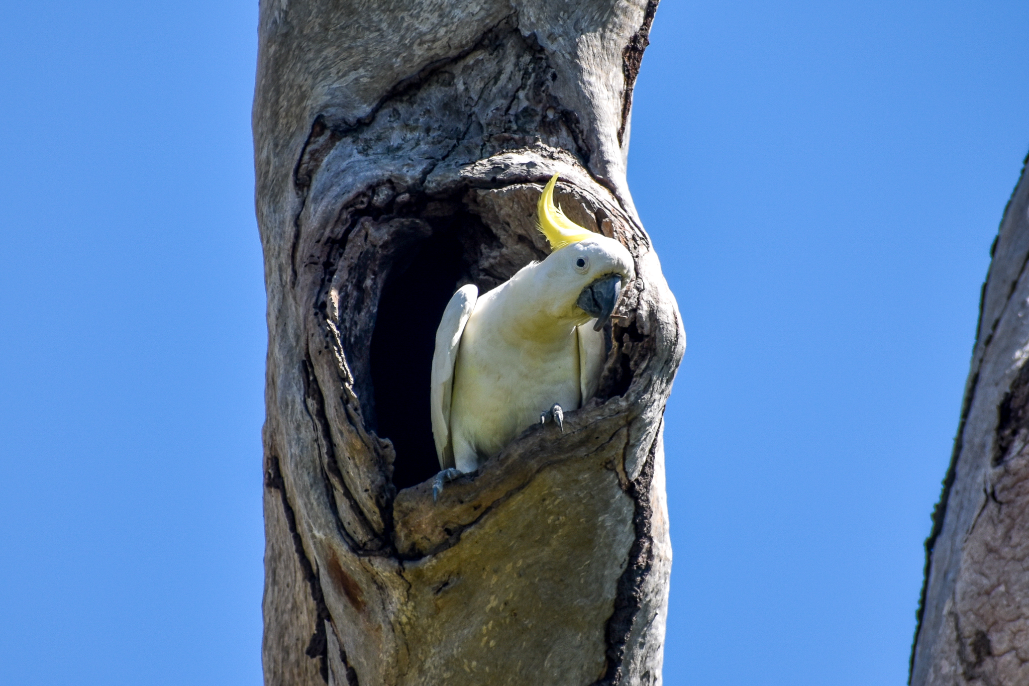Sulphur-crested Cockatoo (Cacatua galerita)