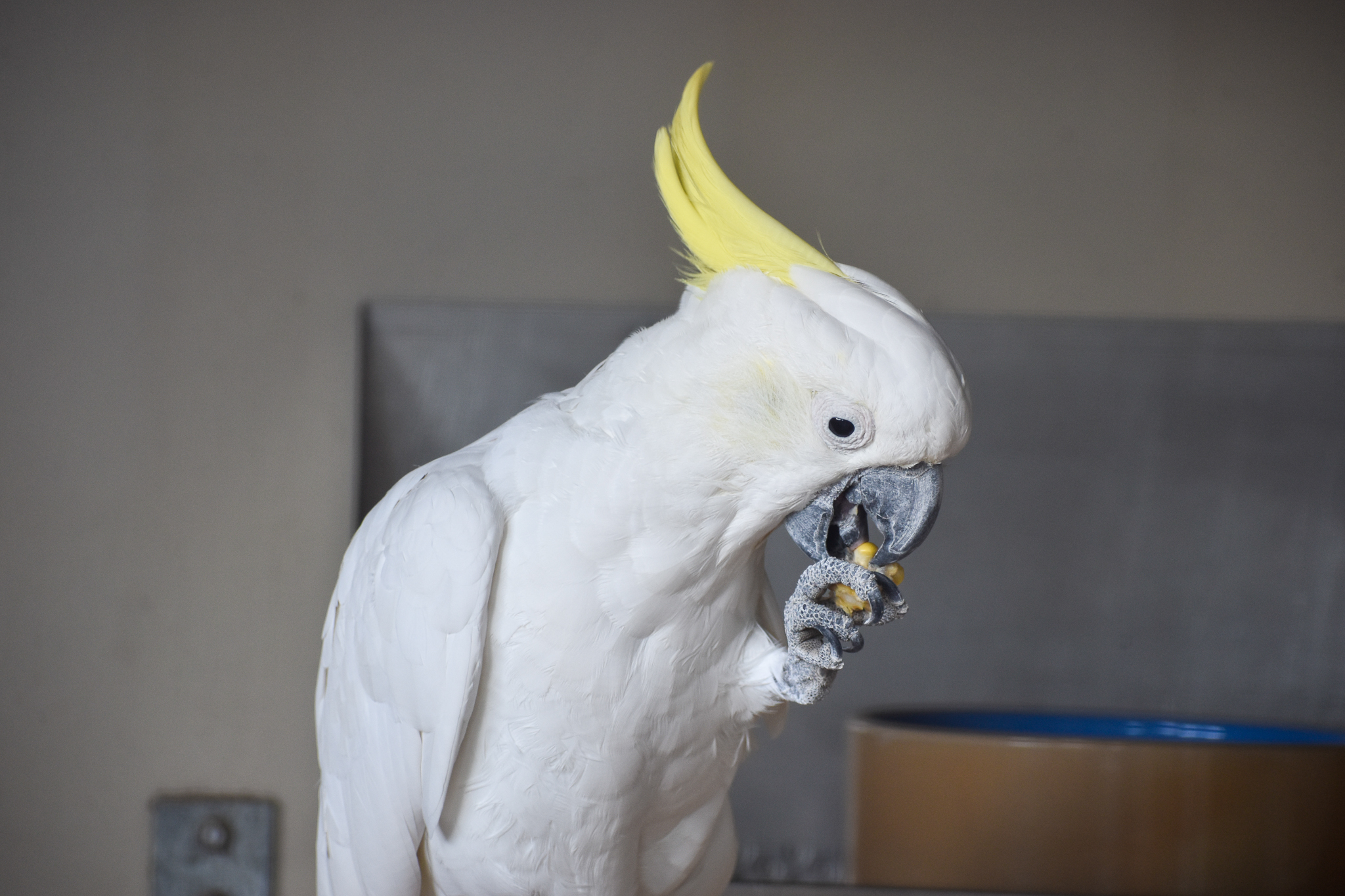Sulphur-crested Cockatoo (Cacatua galerita)