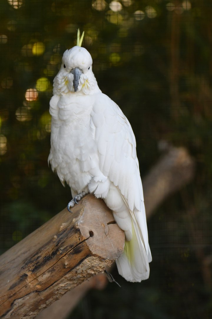 Sulphur-crested Cockatoo Cacatua galerita
