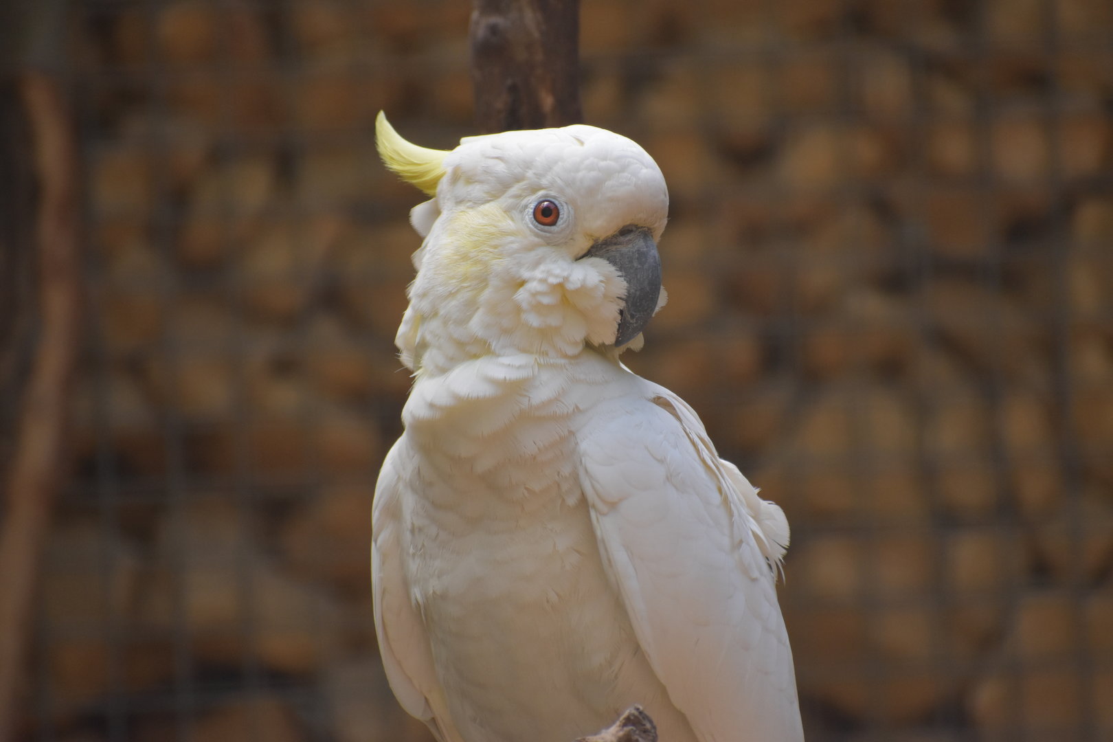 Sulphur-crested Cockatoo - Cacatua galerita