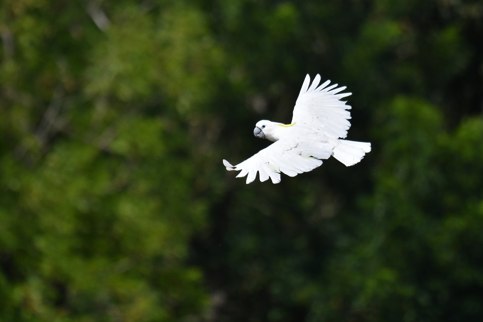 Sulphur-crested Cockatoo Cacatua galerita