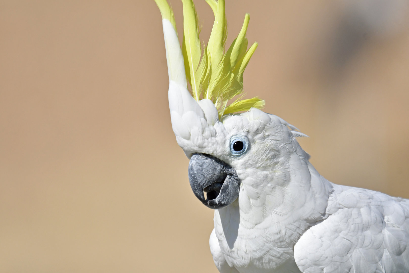 Sulphur-crested Cockatoo Cacatua galerita