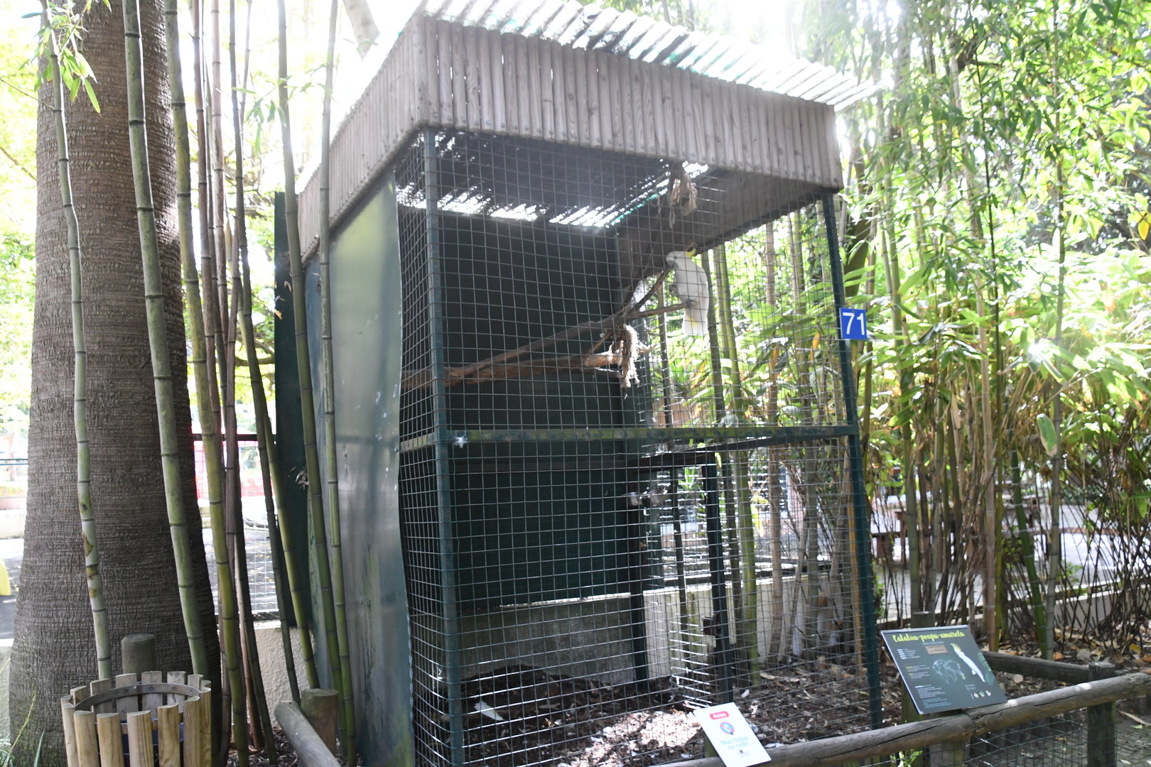 Sulphur-crested Cockatoo Cage (Zoo Lourosa)