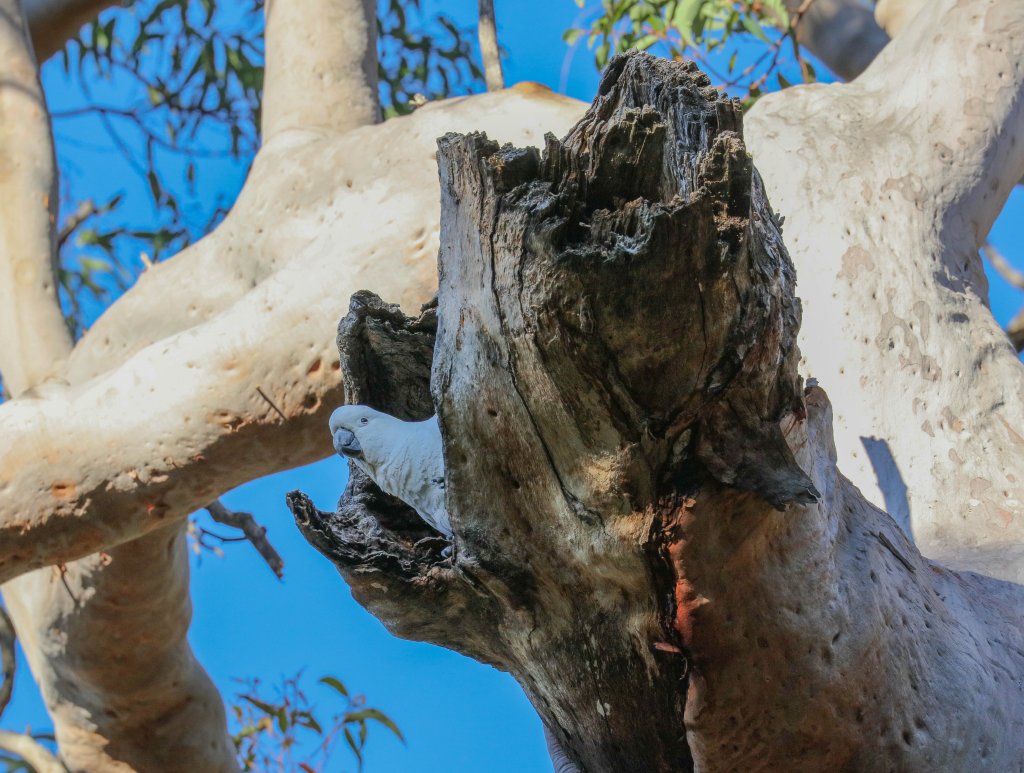 Sulphur-crested Cockatoo checking out a tree hollow