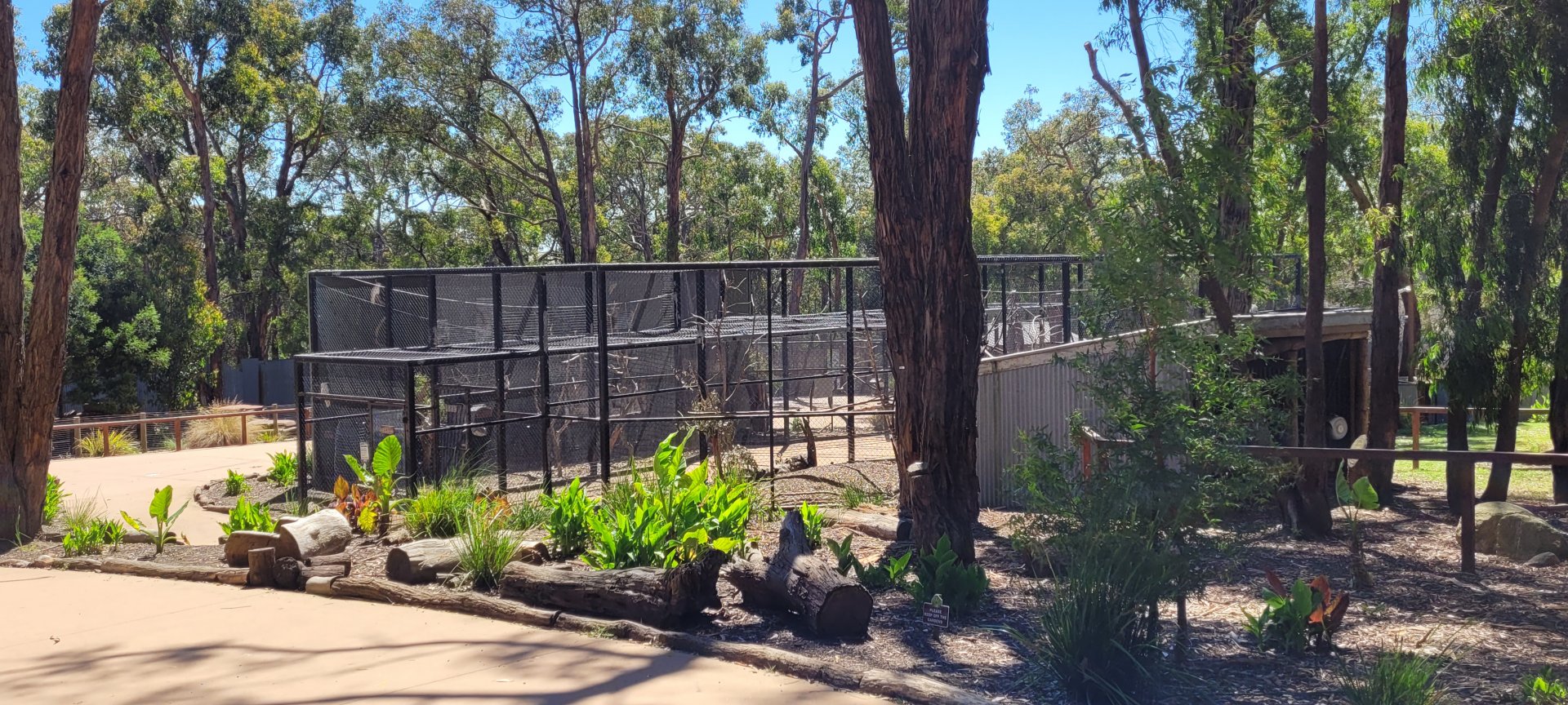 Sulphur crested cockatoo complex