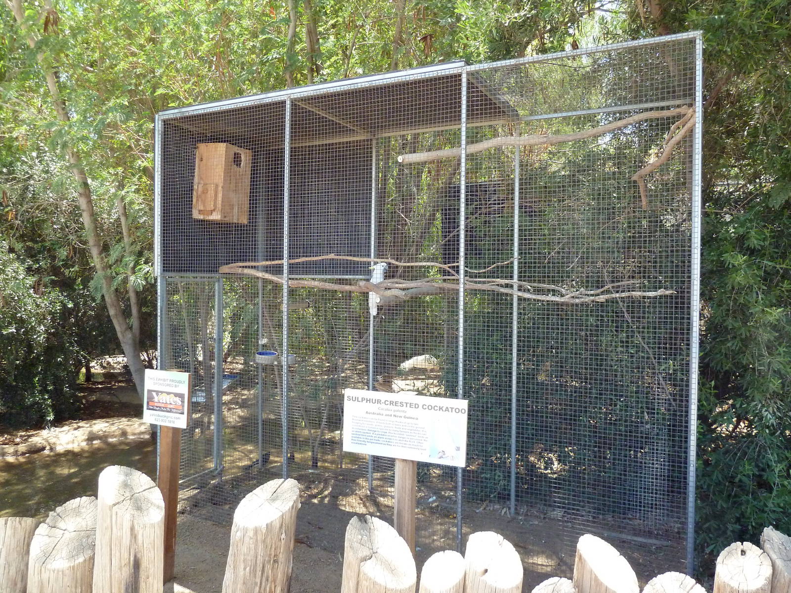 Sulphur-Crested Cockatoo Exhibit