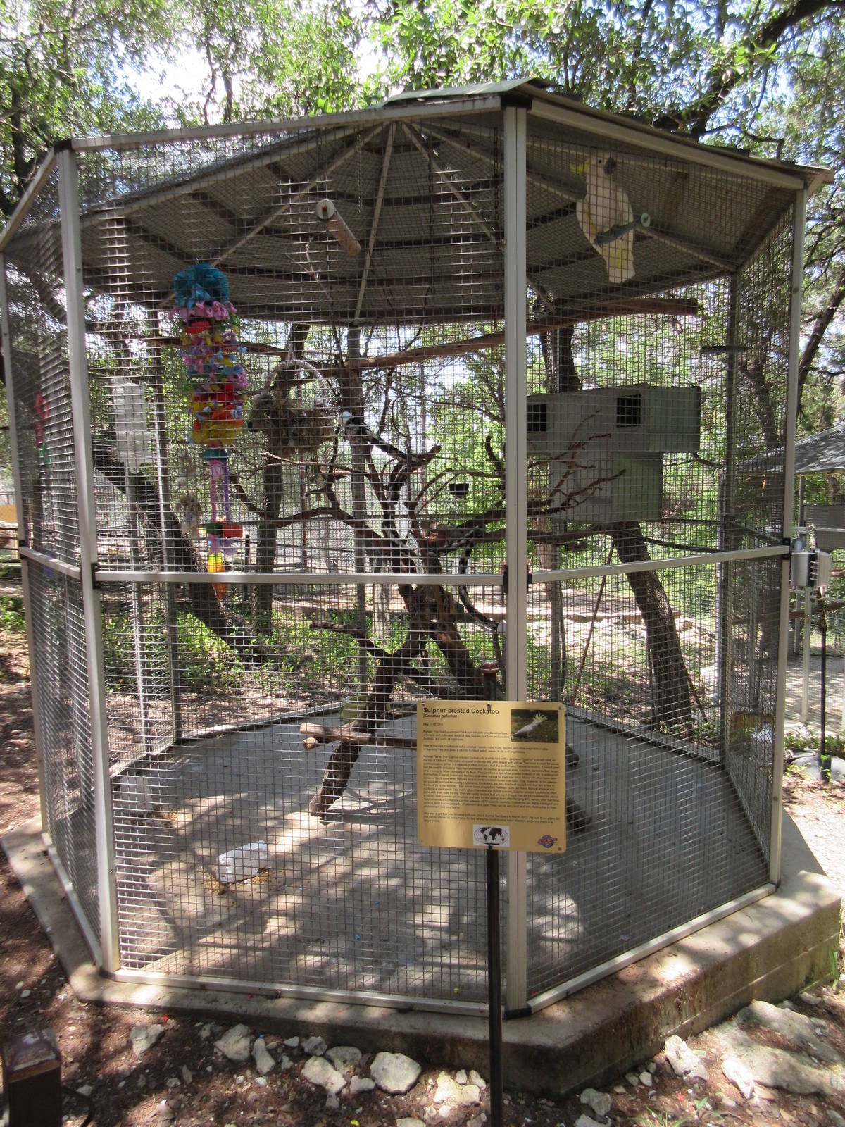 Sulphur-Crested Cockatoo Exhibit