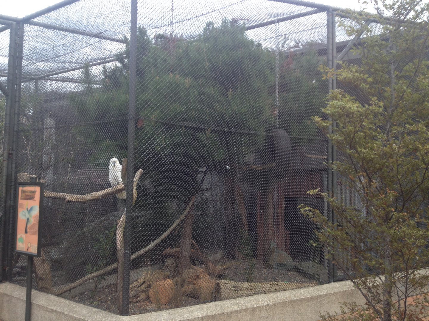 Sulphur-crested Cockatoo exhibit
