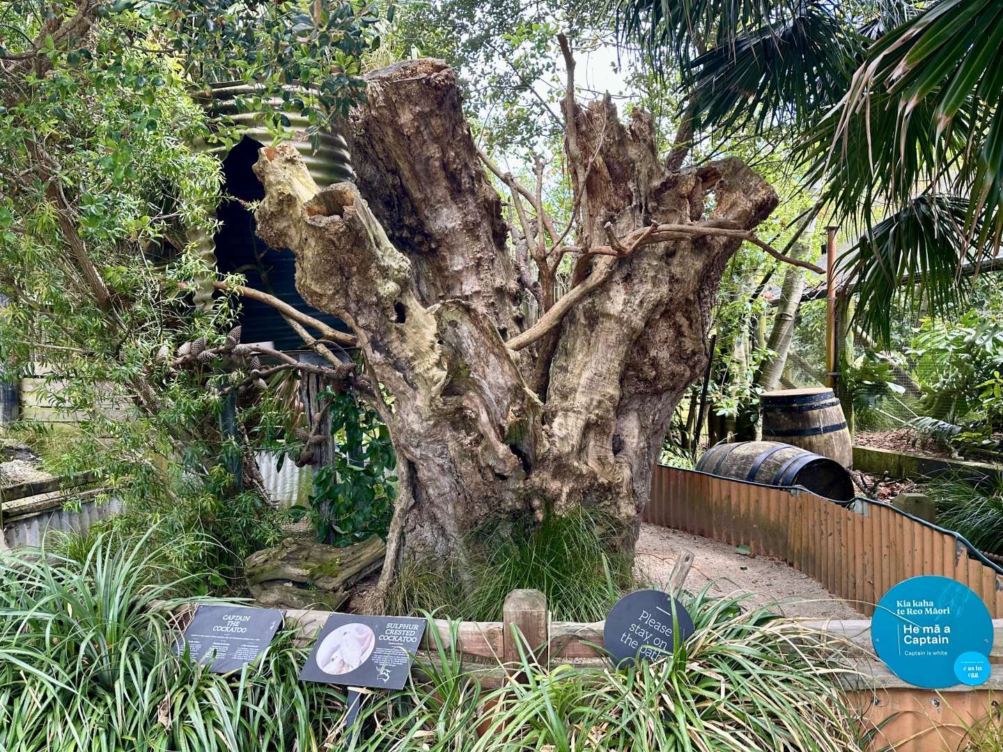 Sulphur-crested Cockatoo Exhibit