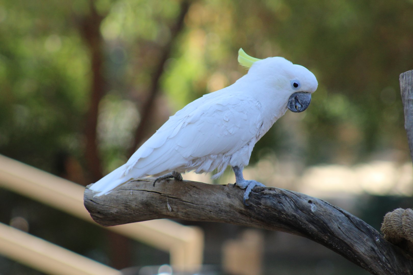 Sulphur-Crested Cockatoo ID??