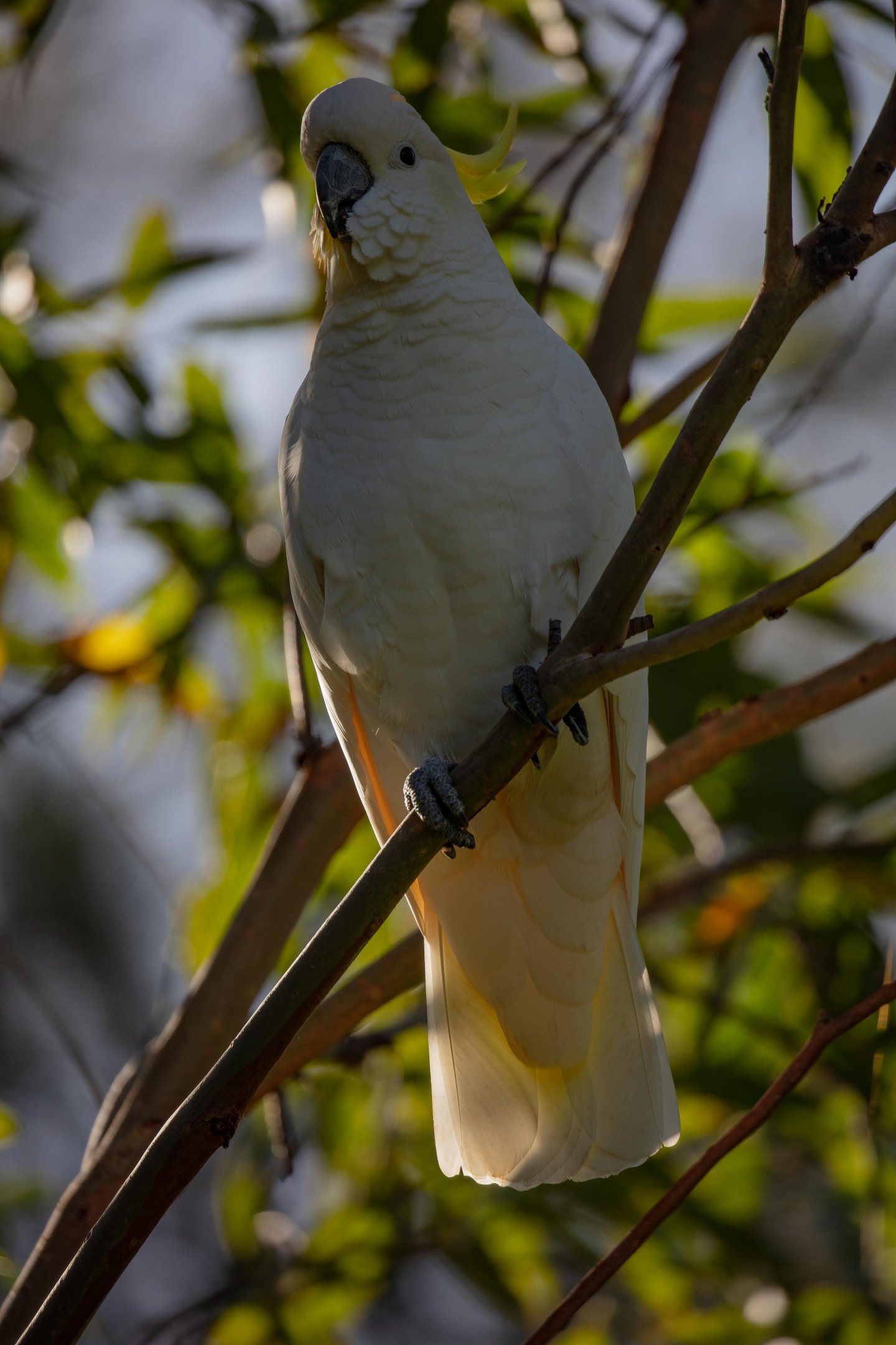 Sulphur-crested Cockatoo in early morning light