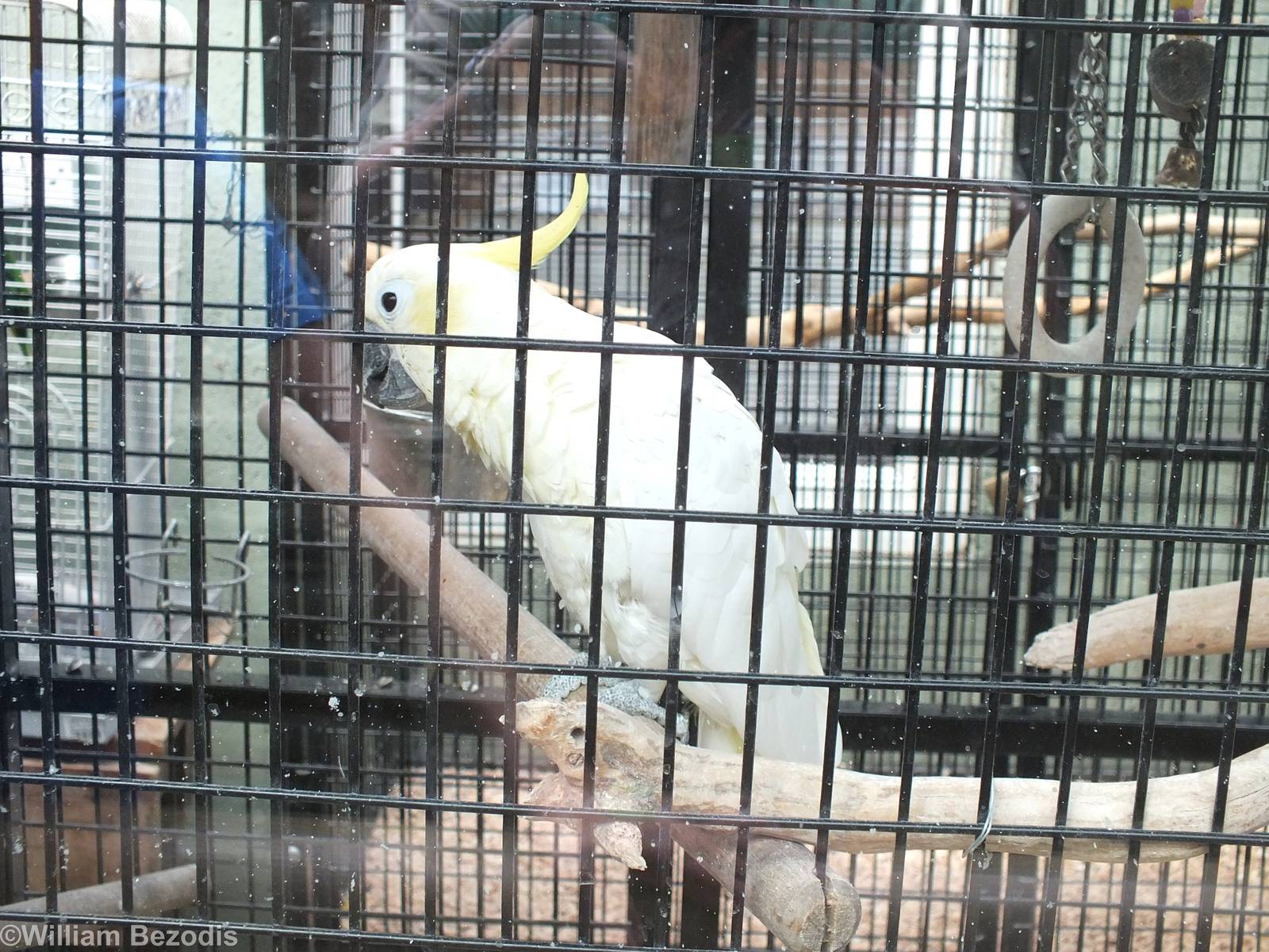 Sulphur-crested Cockatoo - Is it a lesser?