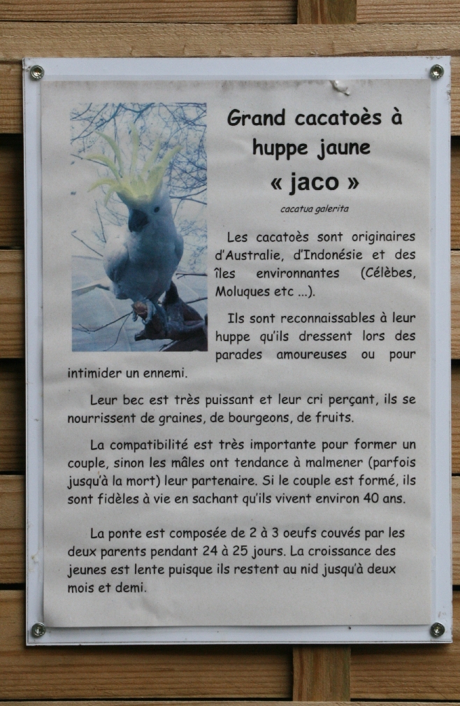 Sulphur-Crested Cockatoo "Jaco" Signage