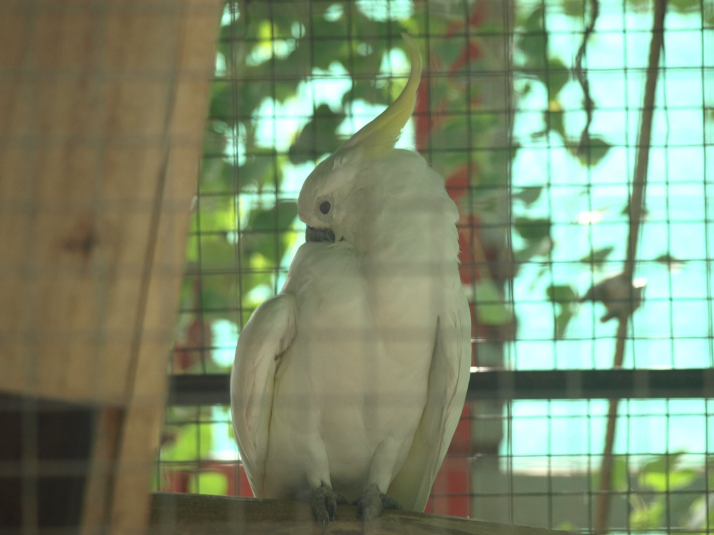 Sulphur-crested cockatoo - Lake View Point Bird park 12/7/2018