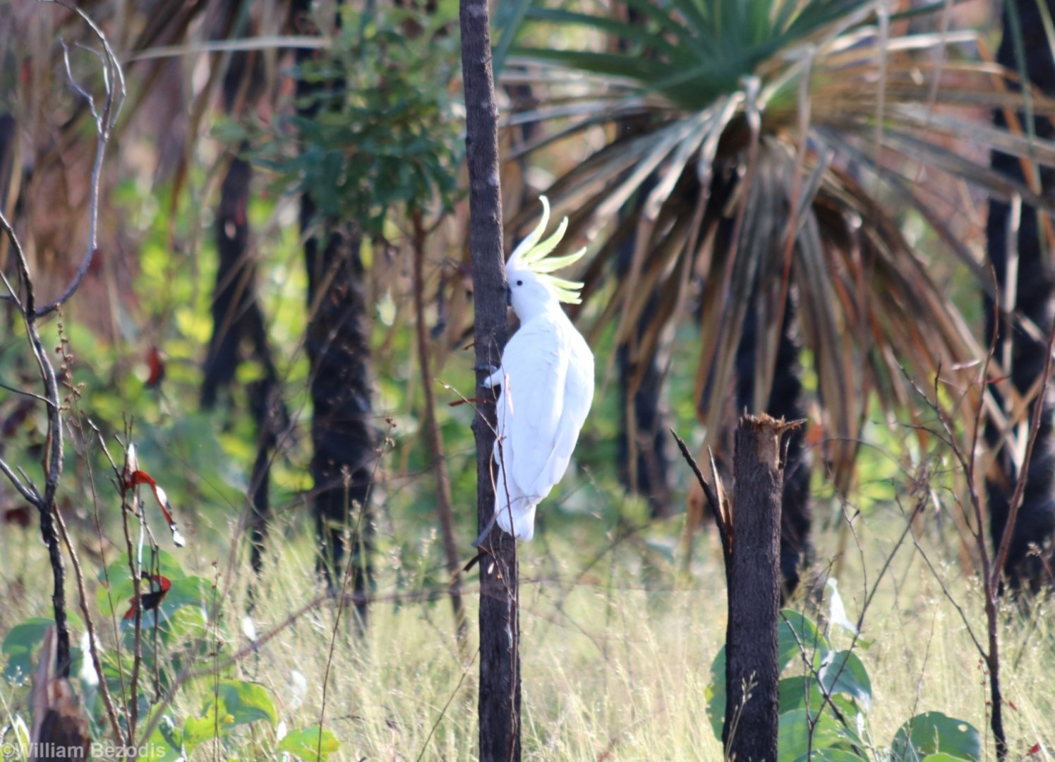 Sulphur-crested Cockatoo - Litchfield National Park