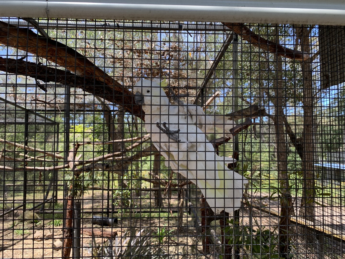 Sulphur-crested Cockatoo (Potoroo Palace)