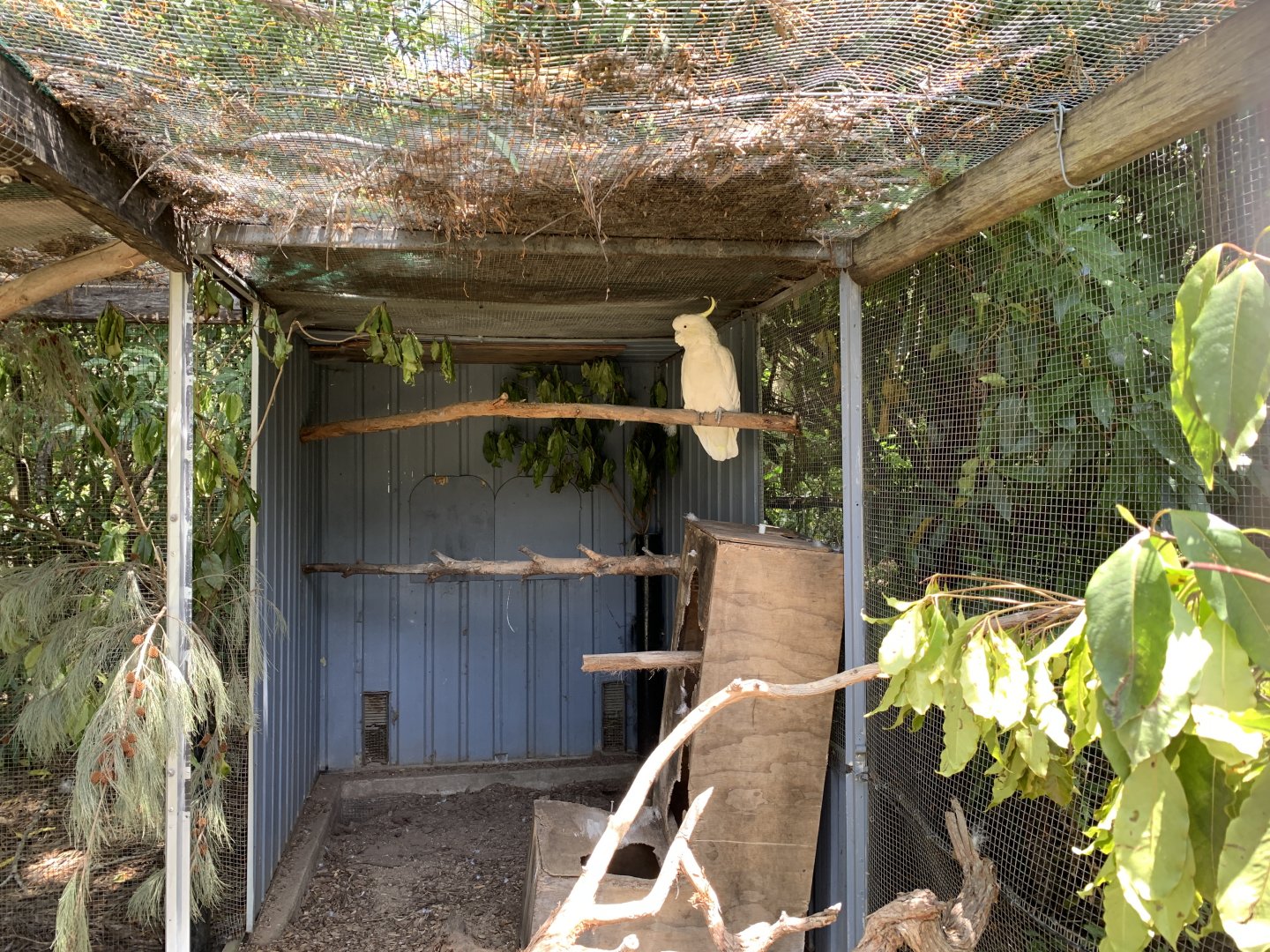 Sulphur-crested Cockatoo (Potoroo Palace)