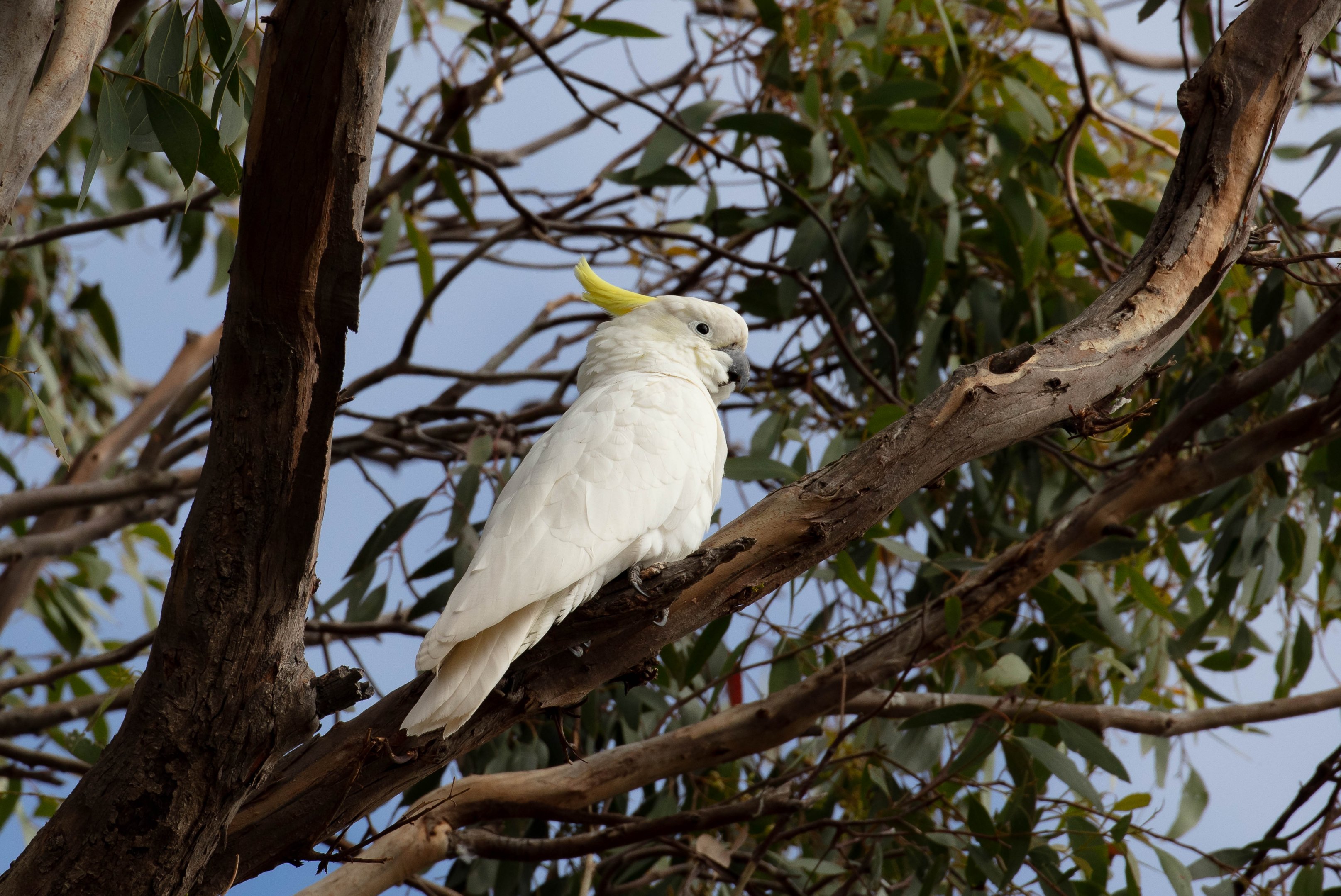 Sulphur-crested Cockatoo (wild bird)