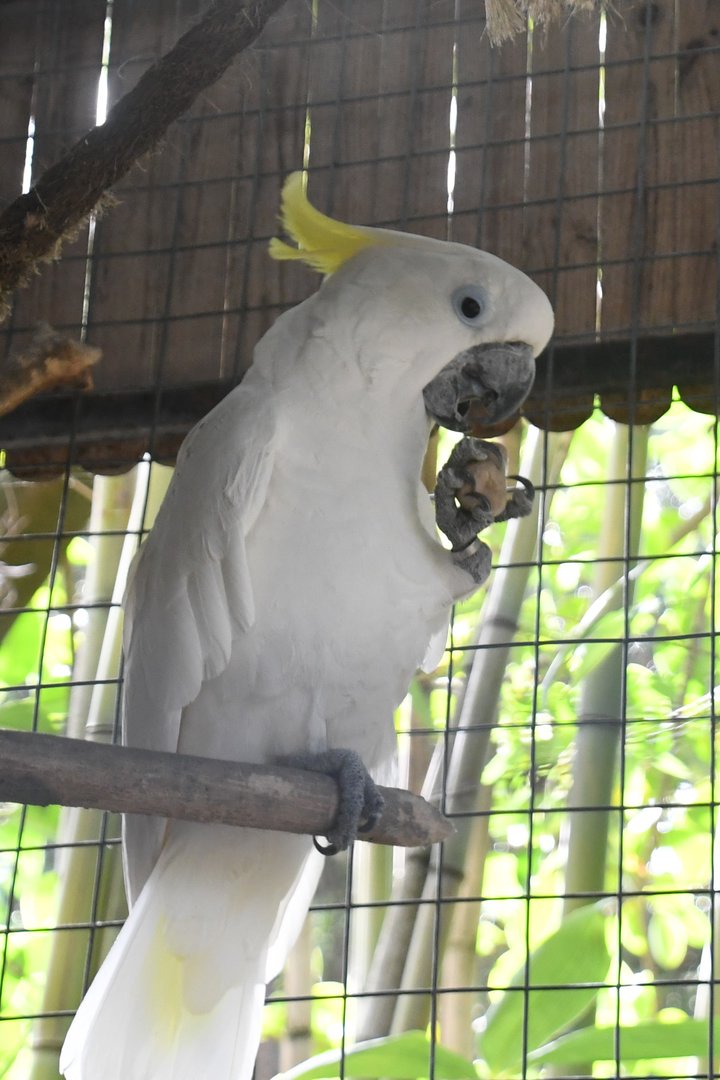 Sulphur-crested Cockatoo (Zoo Lourosa)