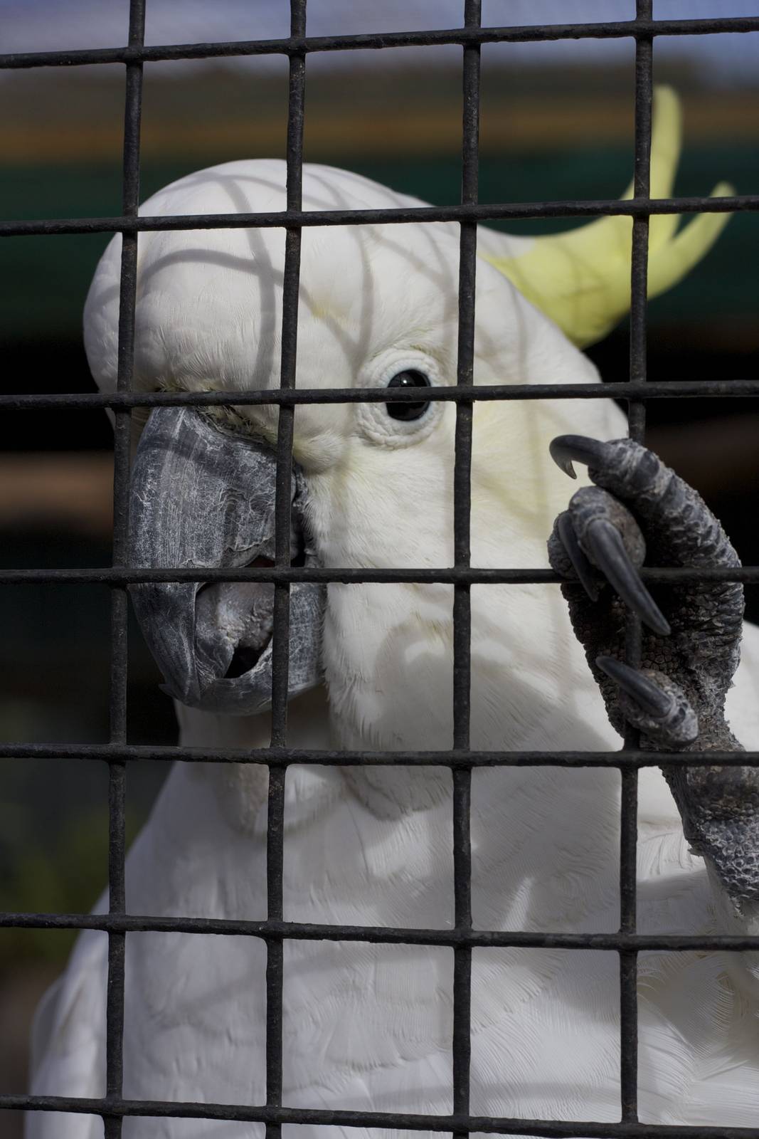 Sulphur-crested cockatoo