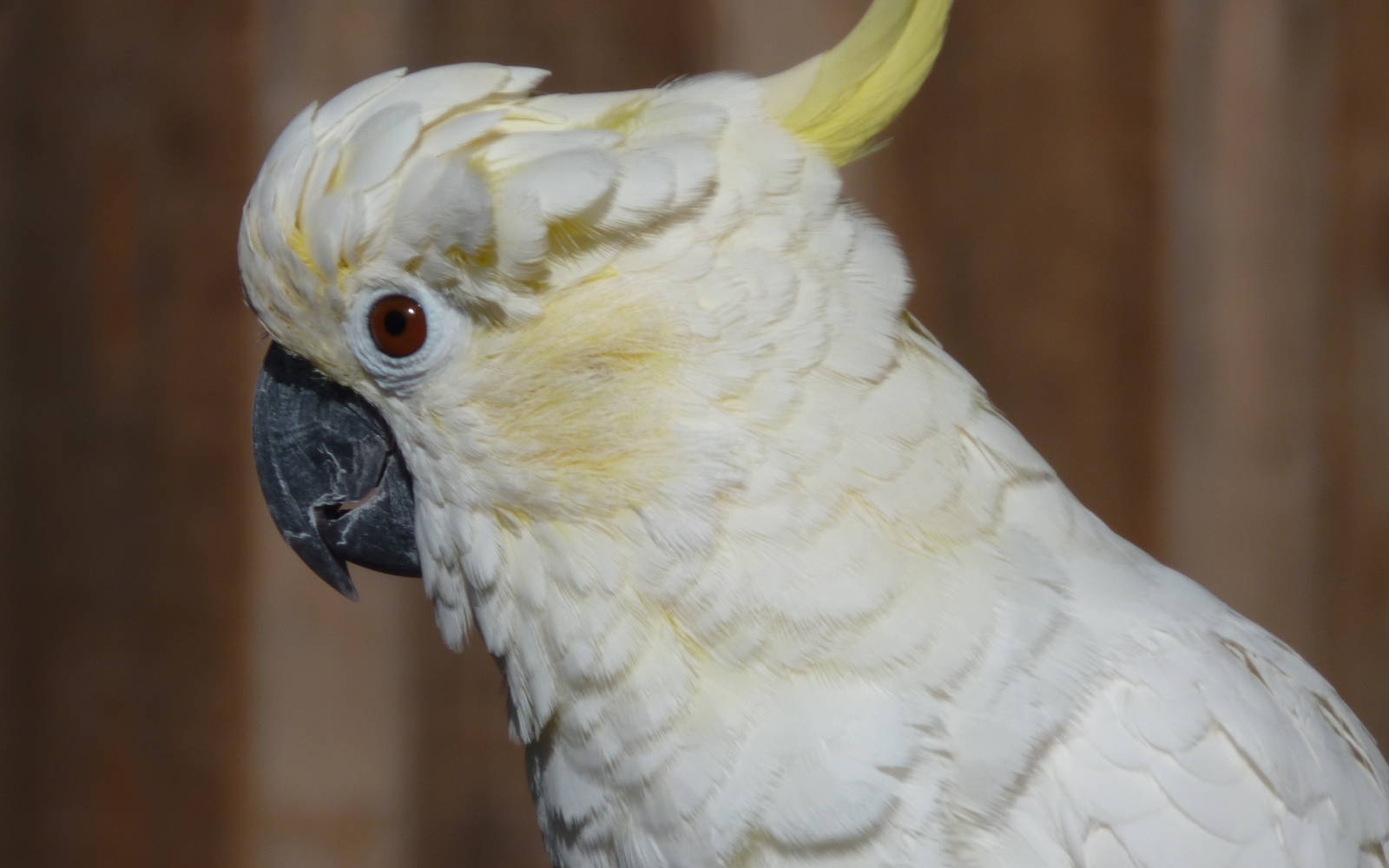 Sulphur-Crested Cockatoo