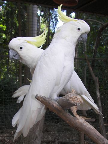 Sulphur Crested Cockatoo