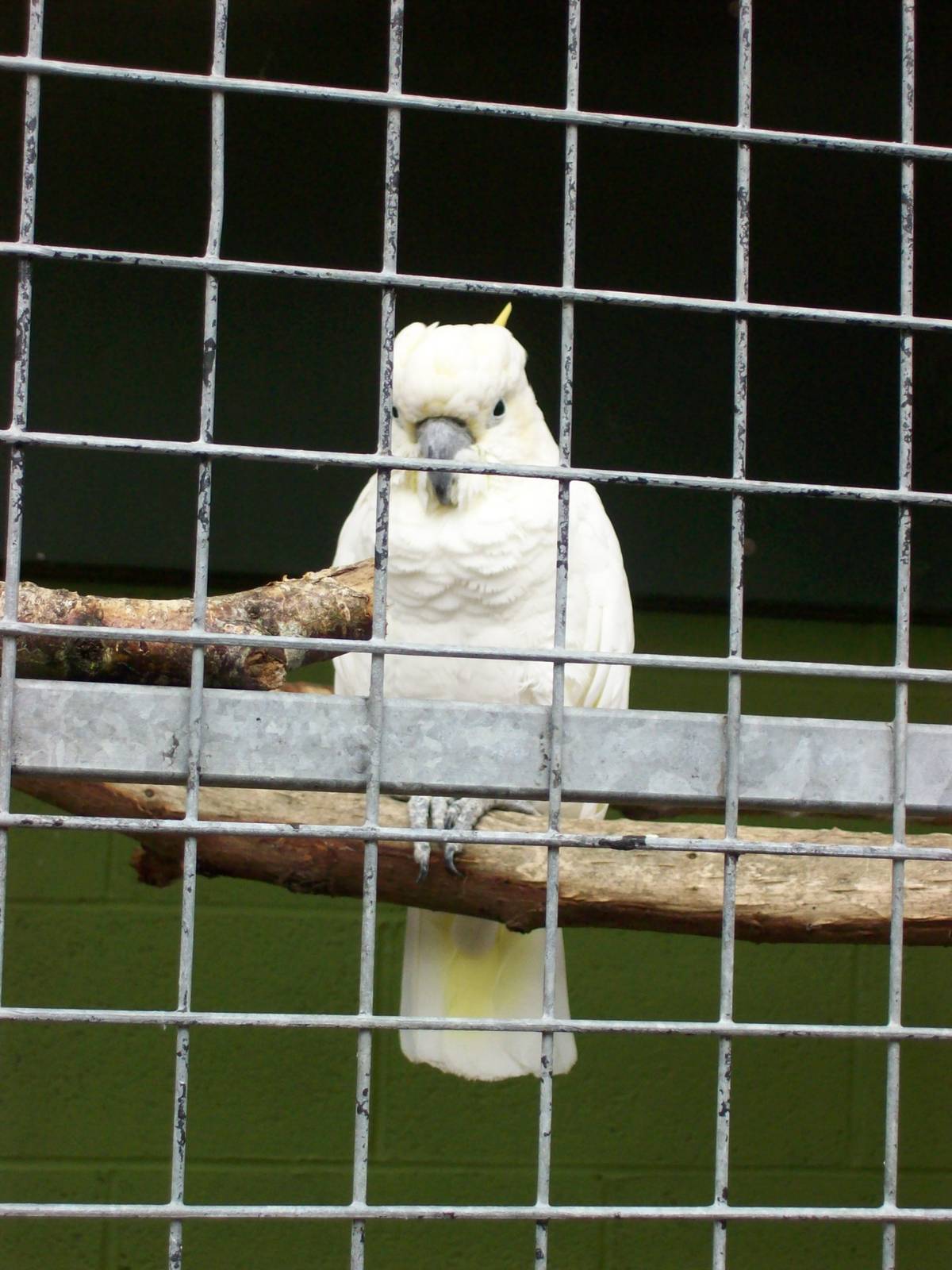 sulphur crested cockatoo