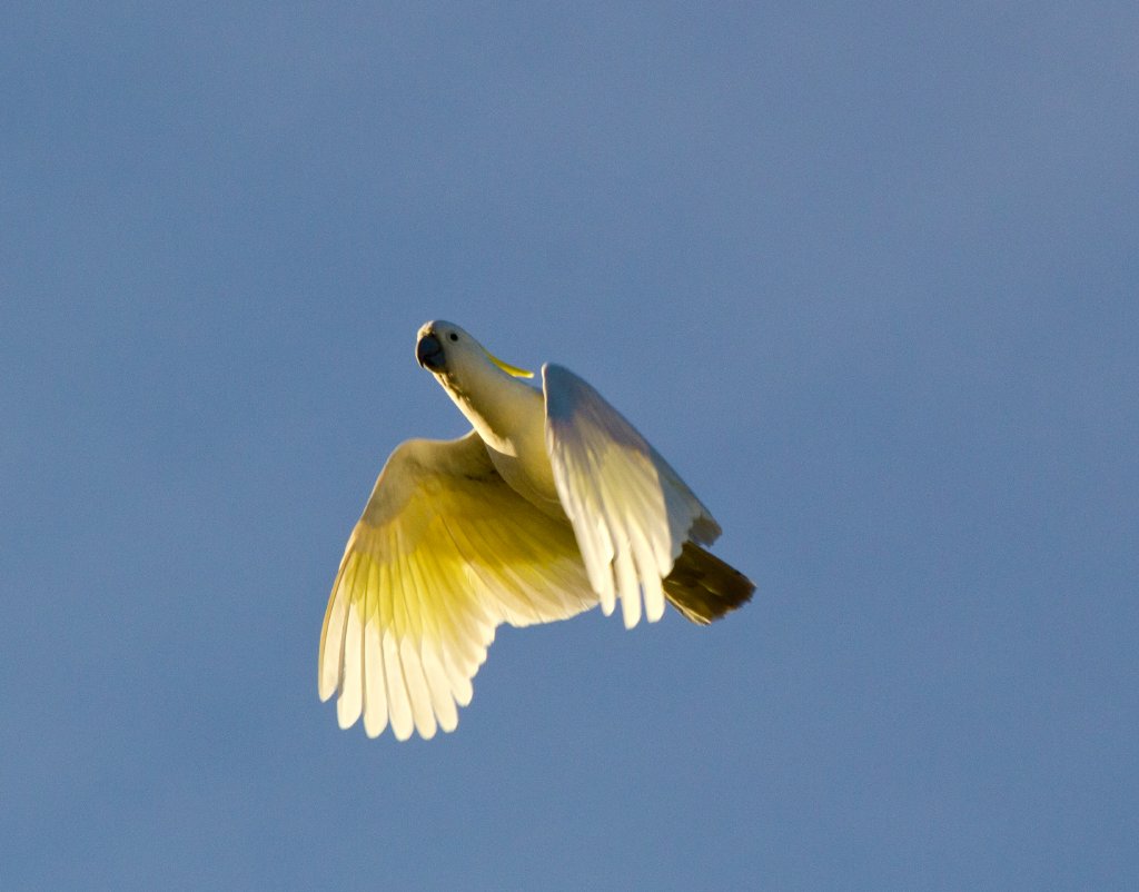 Sulphur-crested Cockatoo
