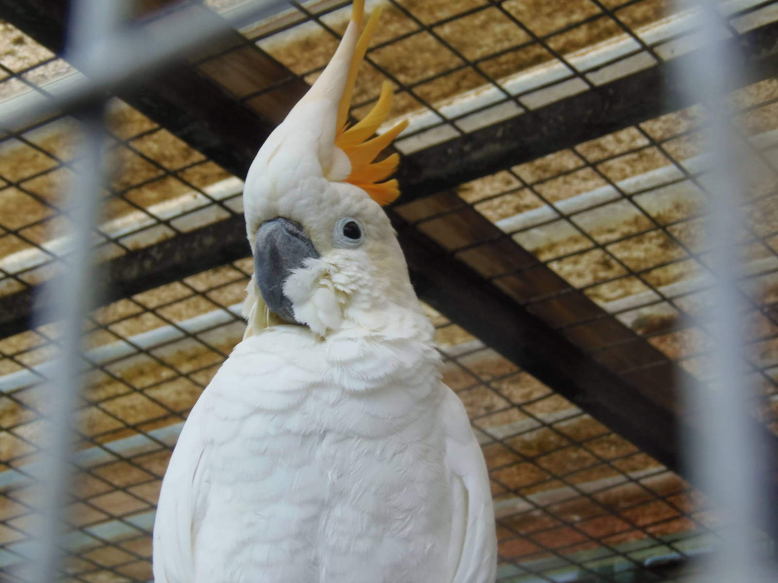 Sulphur-crested cockatoo