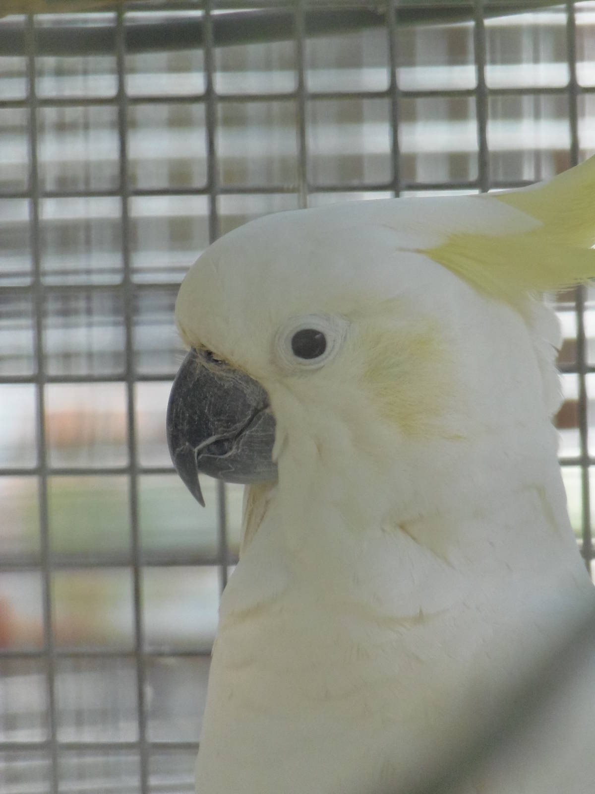 Sulphur-Crested Cockatoo