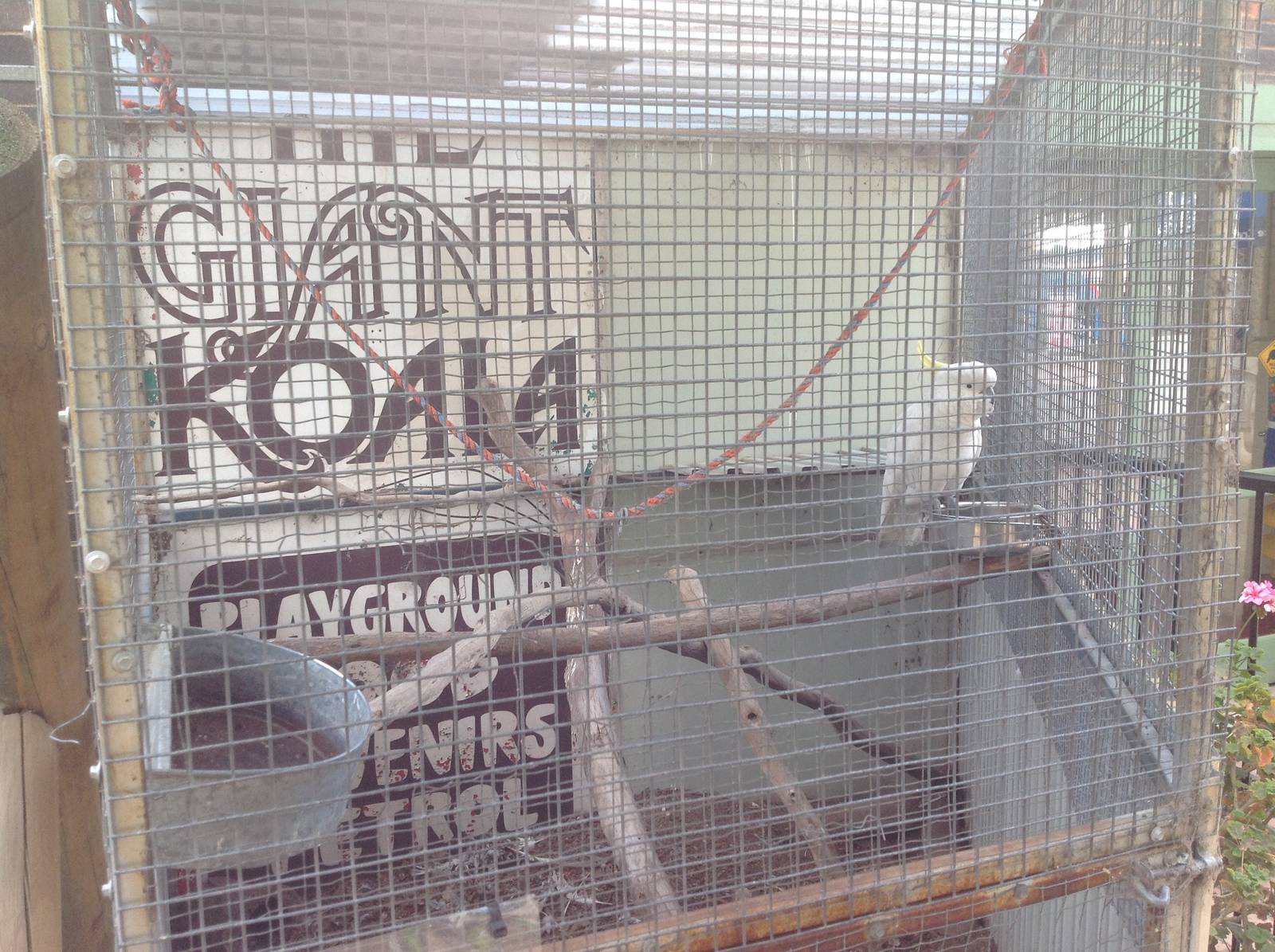 Sulphur crested cockatoo