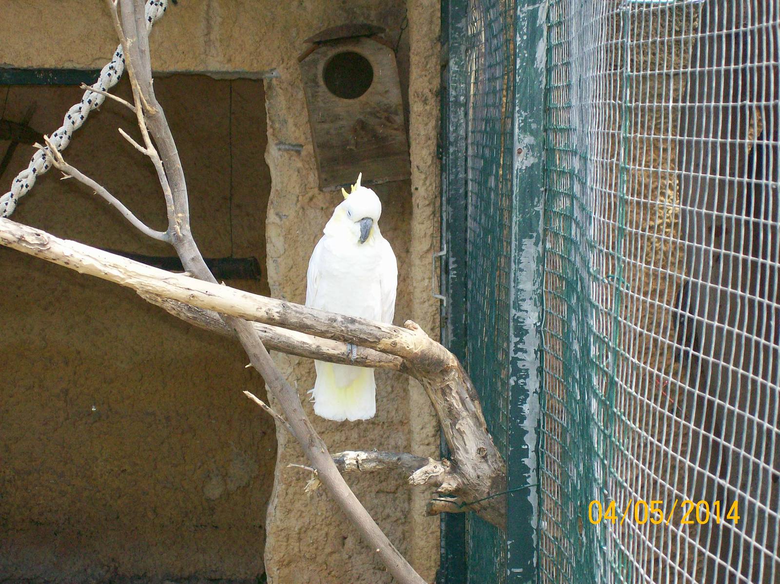 Sulphur-crested cockatoo