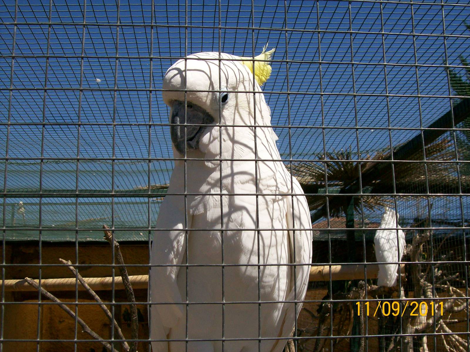 Sulphur-crested cockatoo